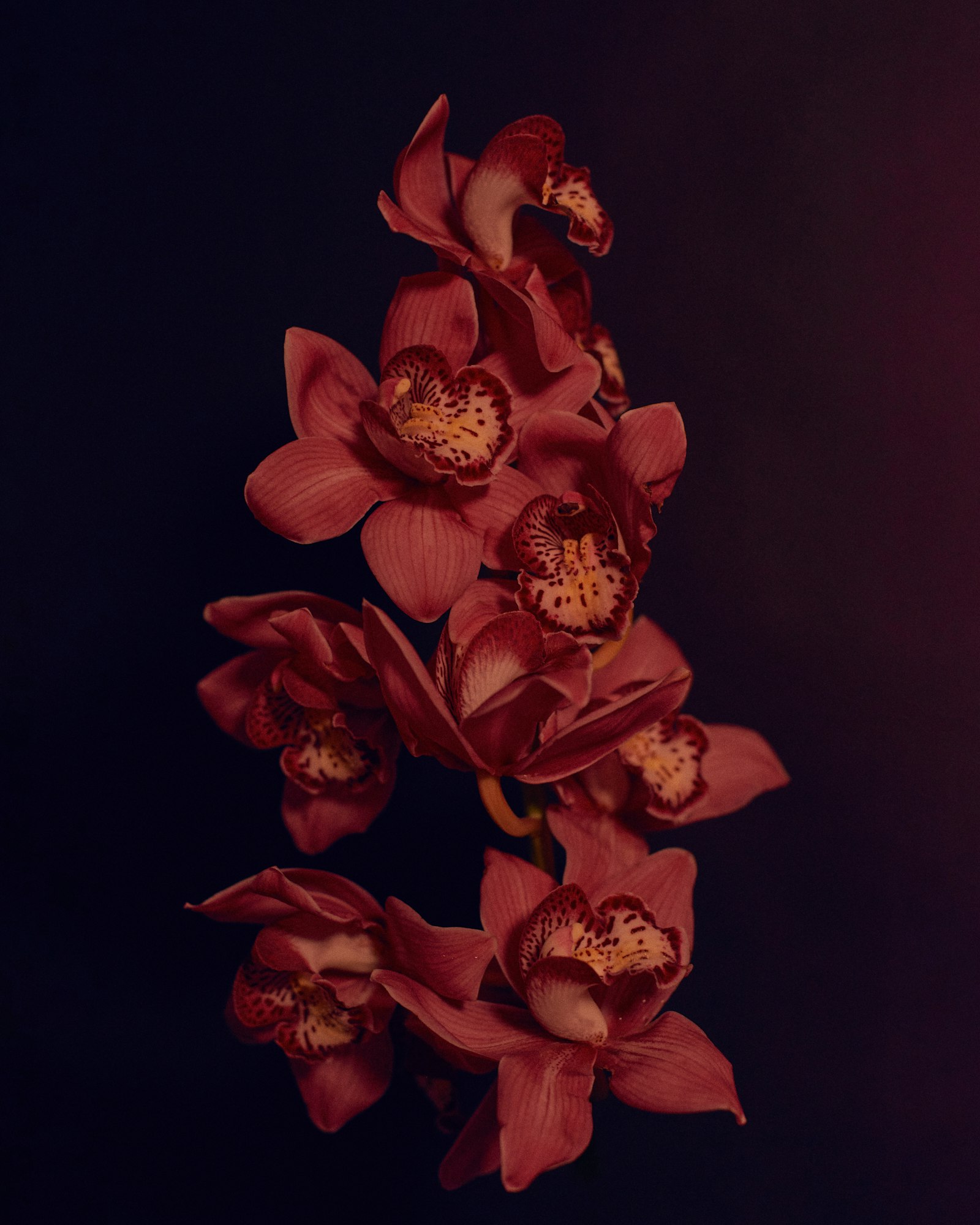 Amaryllis fotografie produs