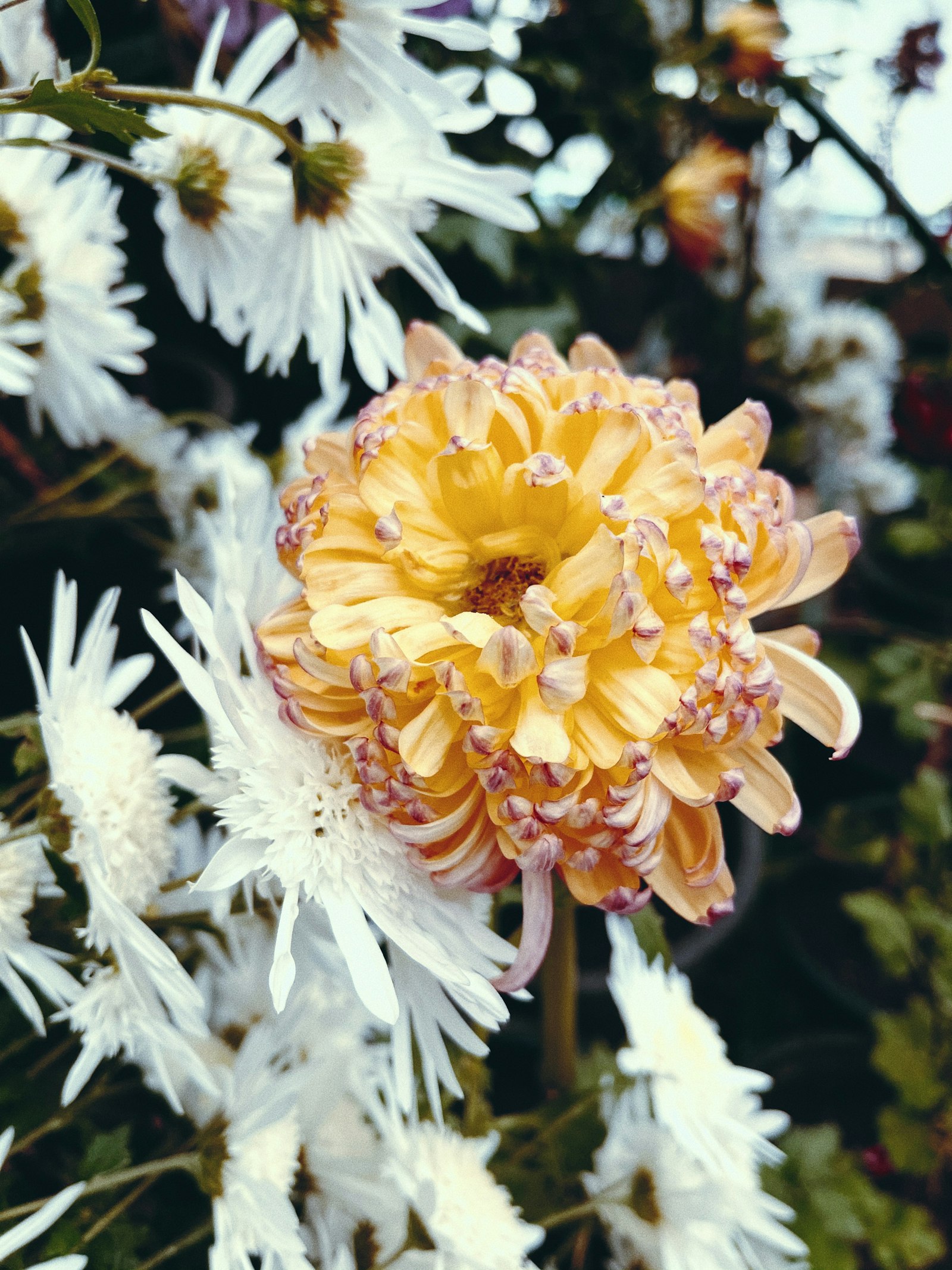 Anthurium fotografie produs