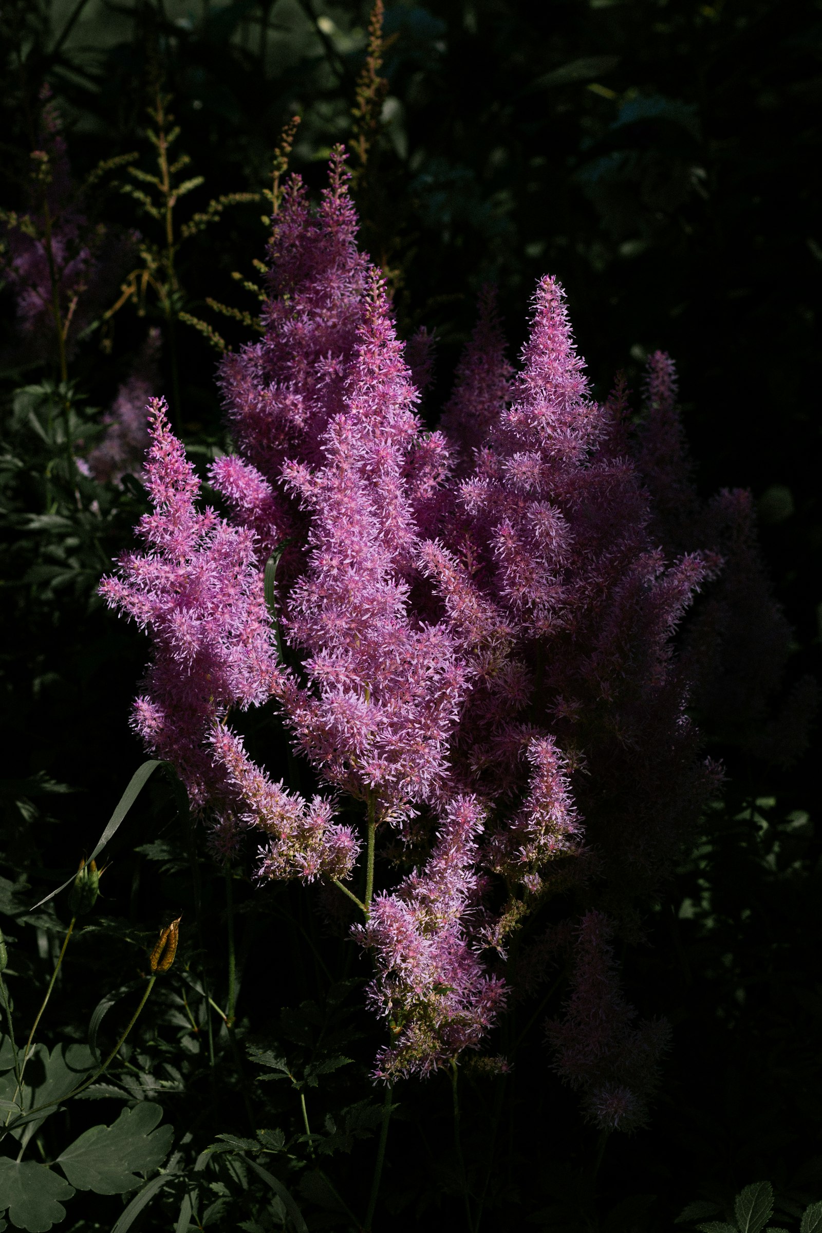 Astilbe fotografie produs