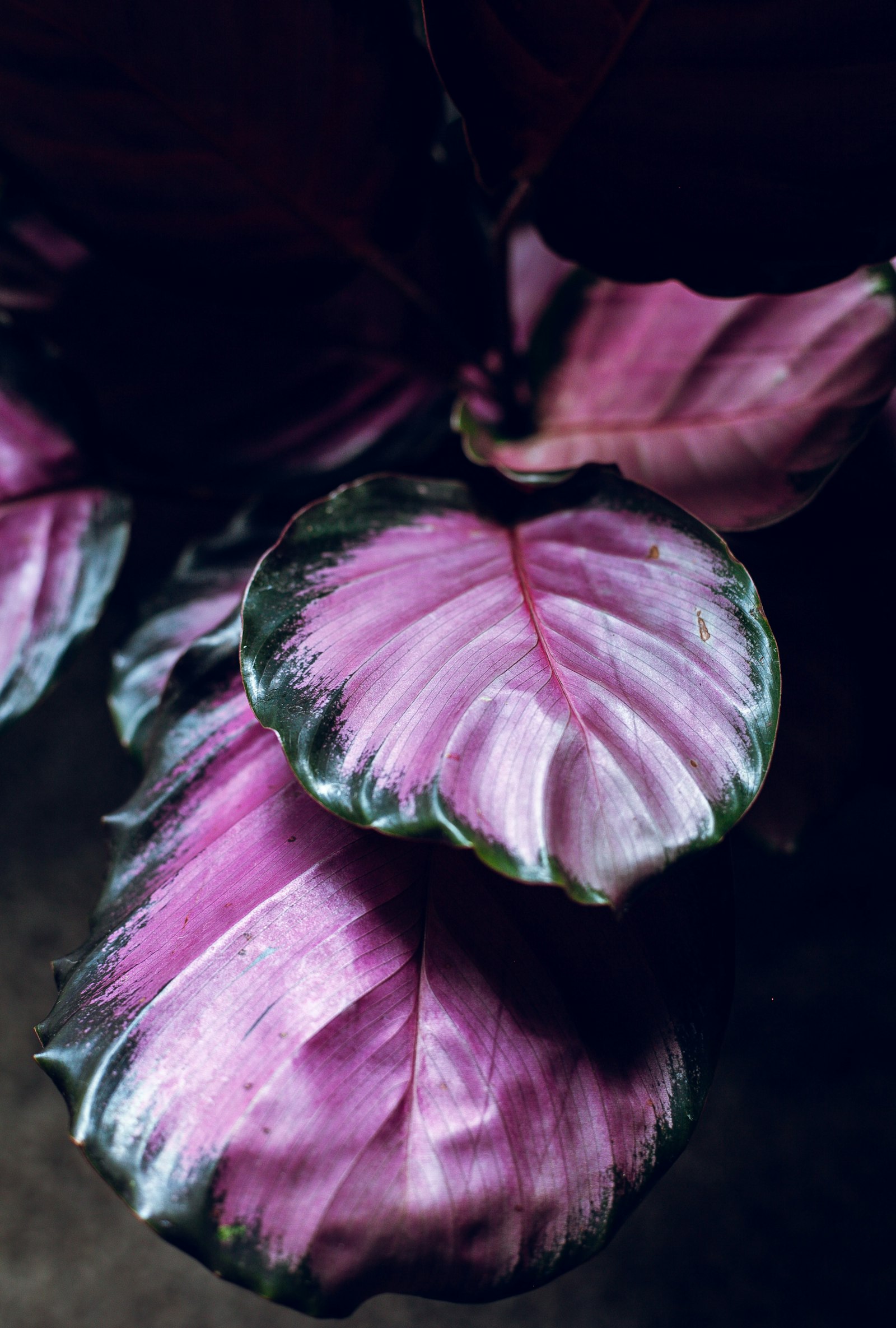 Calathea fotografie produs