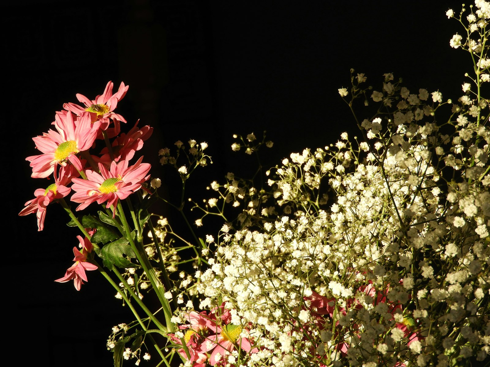 Carnation Spray fotografie produs