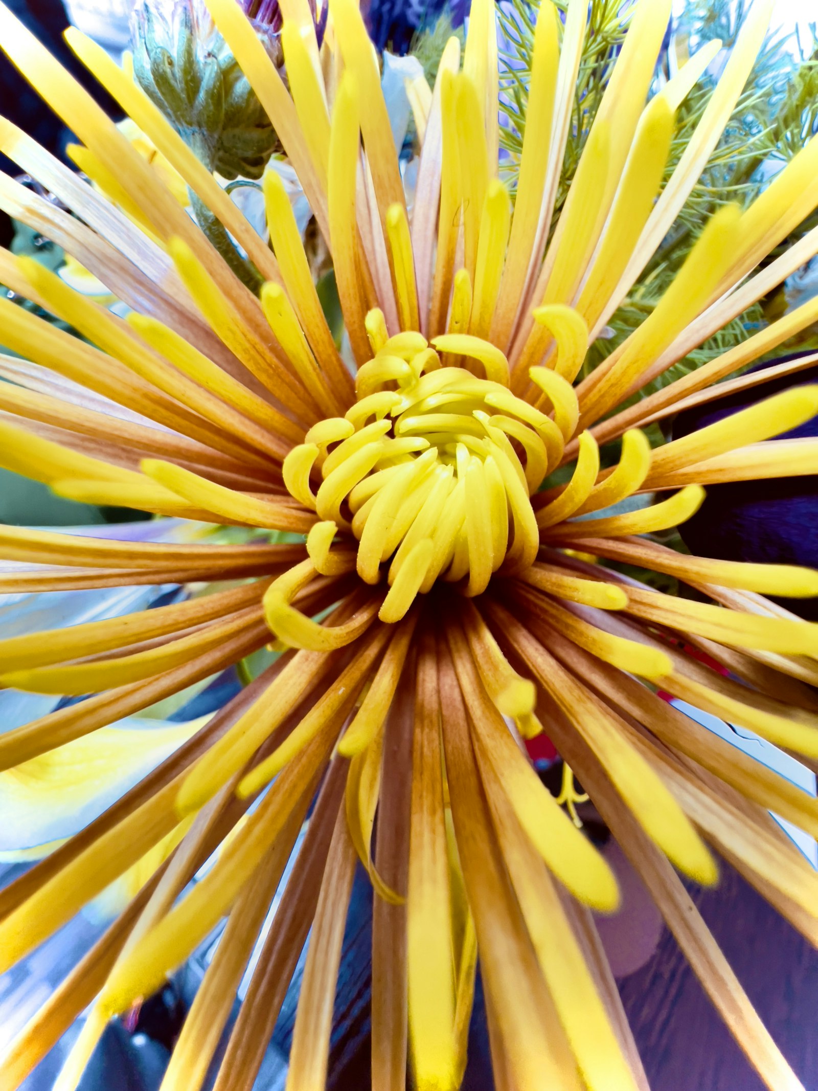 Clematis fotografie produs