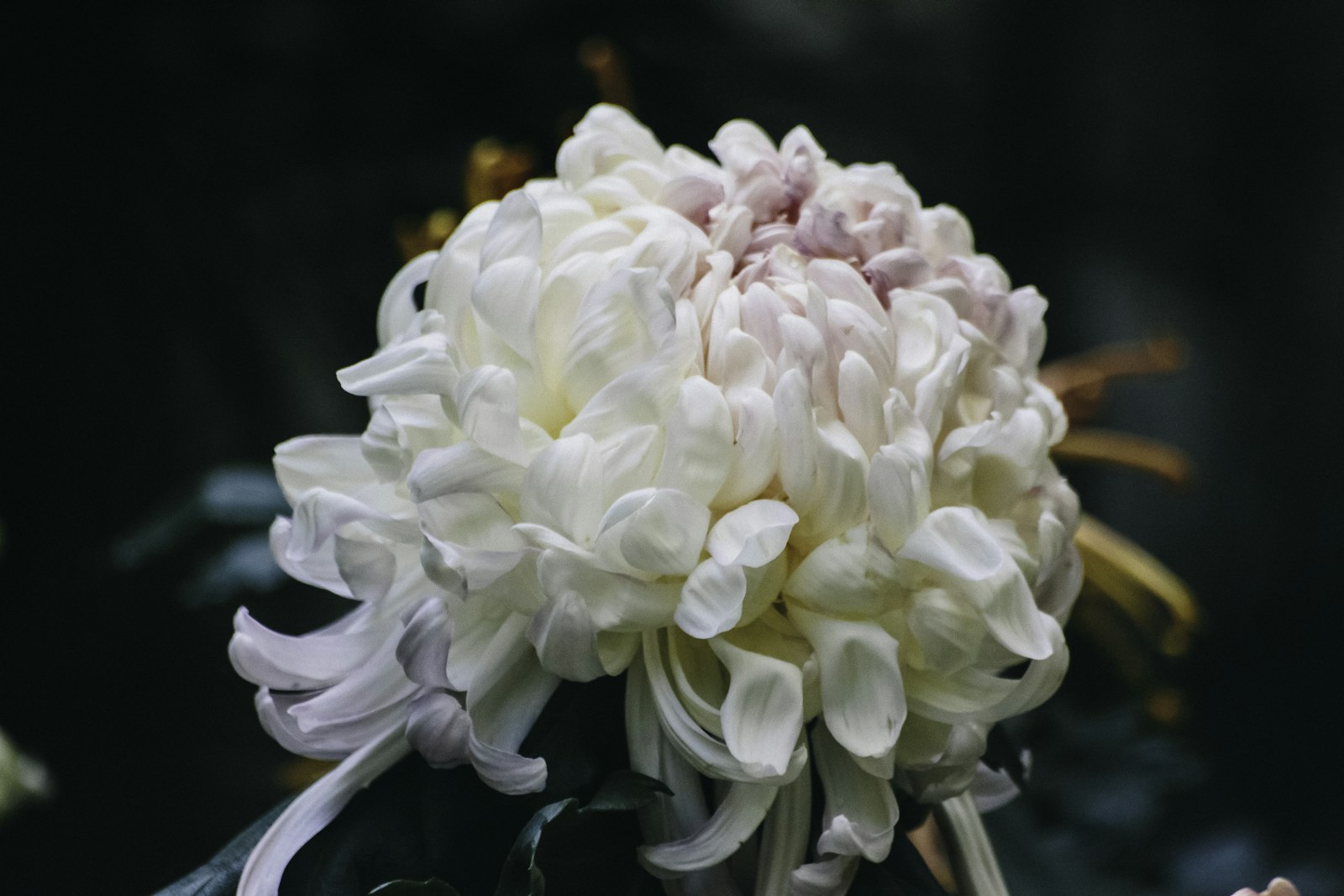 Crizantema fotografie produs