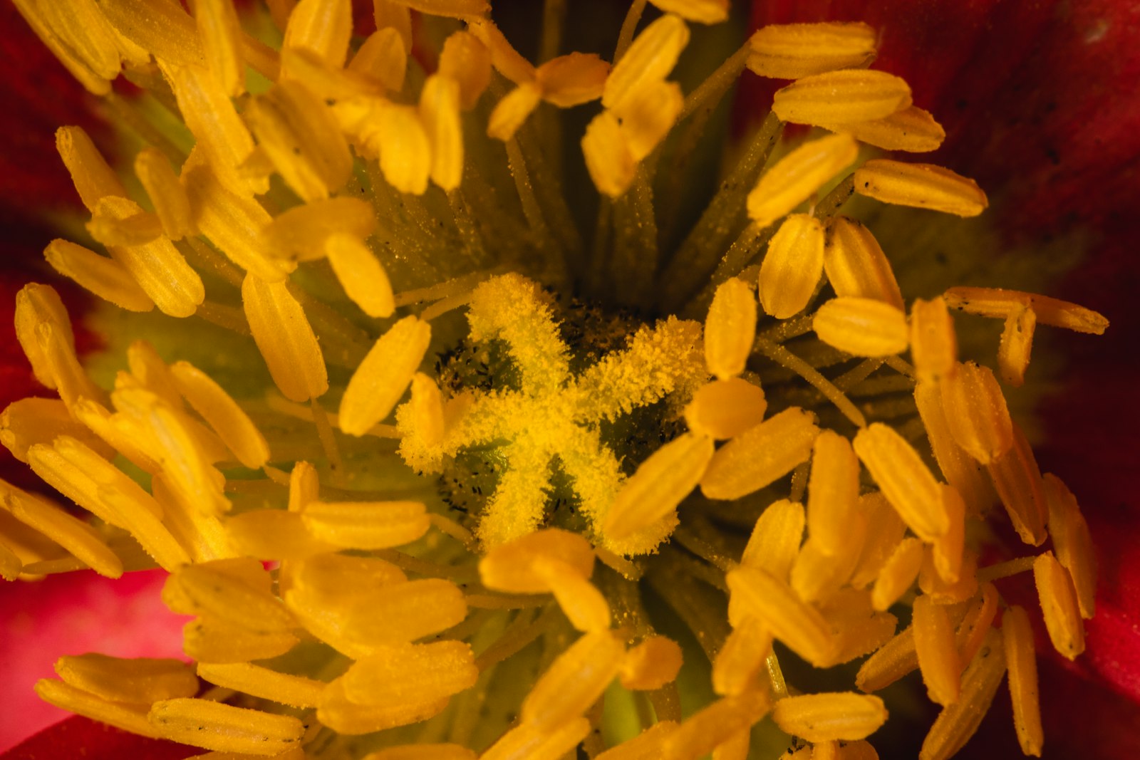 Daphne fotografie produs