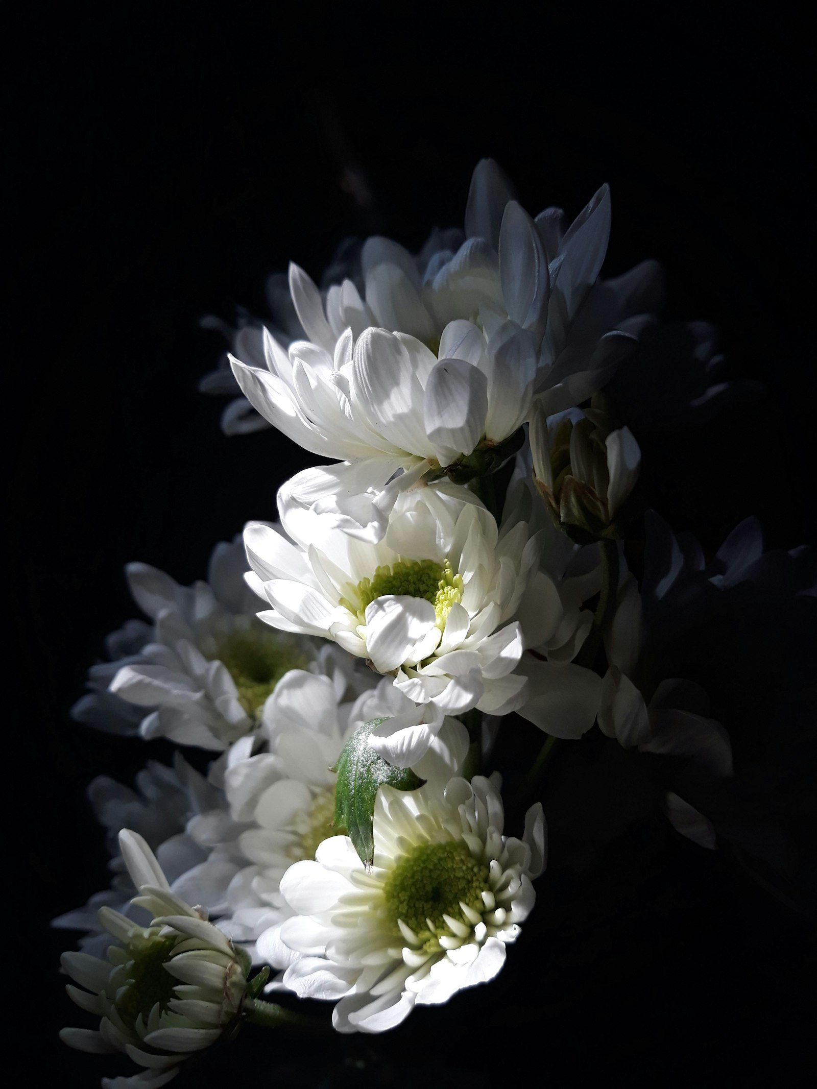 Delphinium fotografie produs