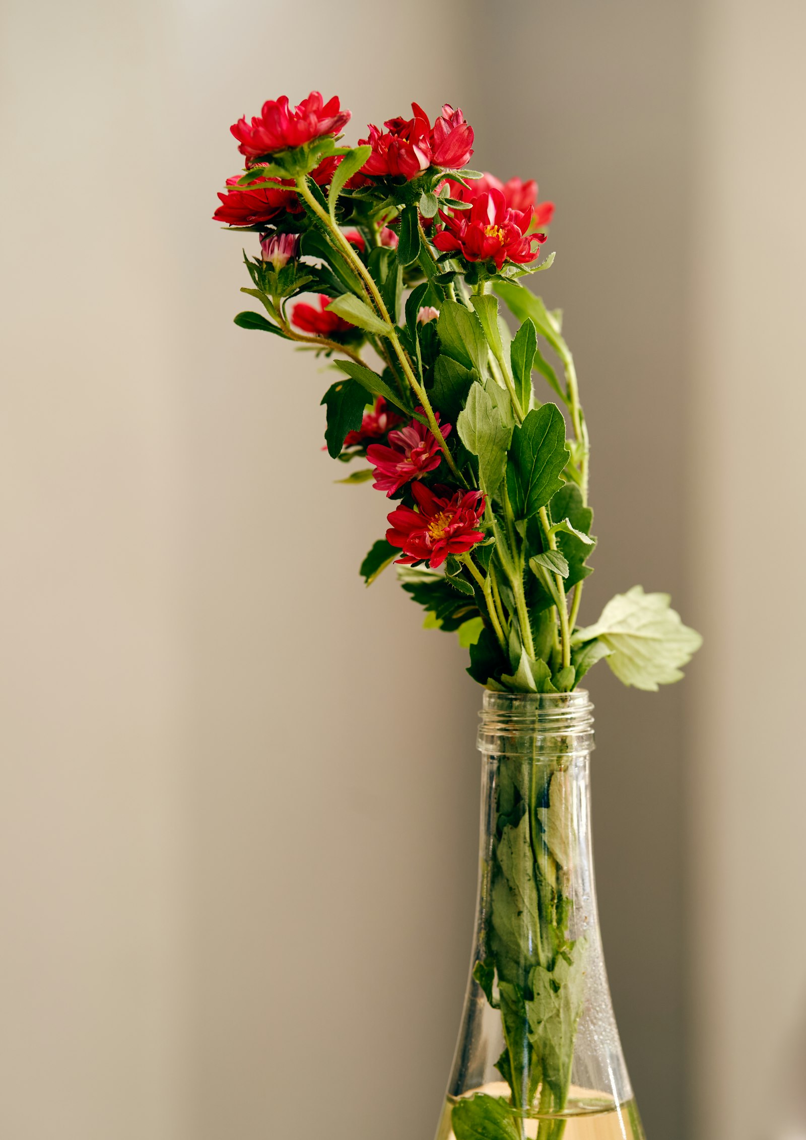 Echinacea fotografie produs