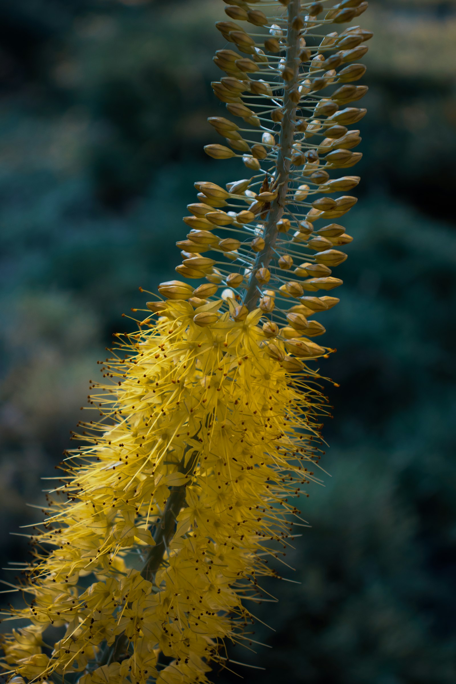 Eremurus fotografie produs