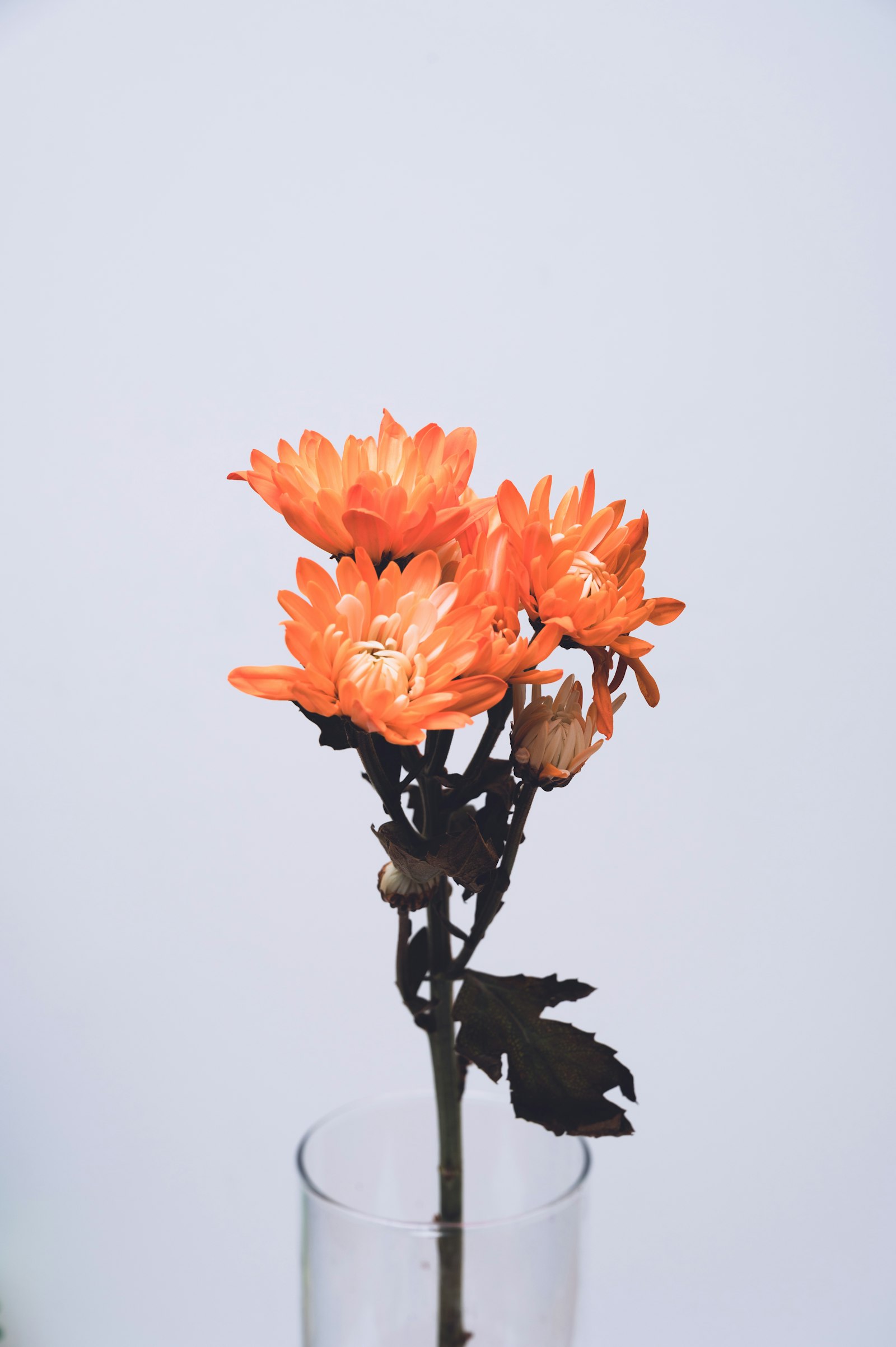 Euphorbia fotografie produs