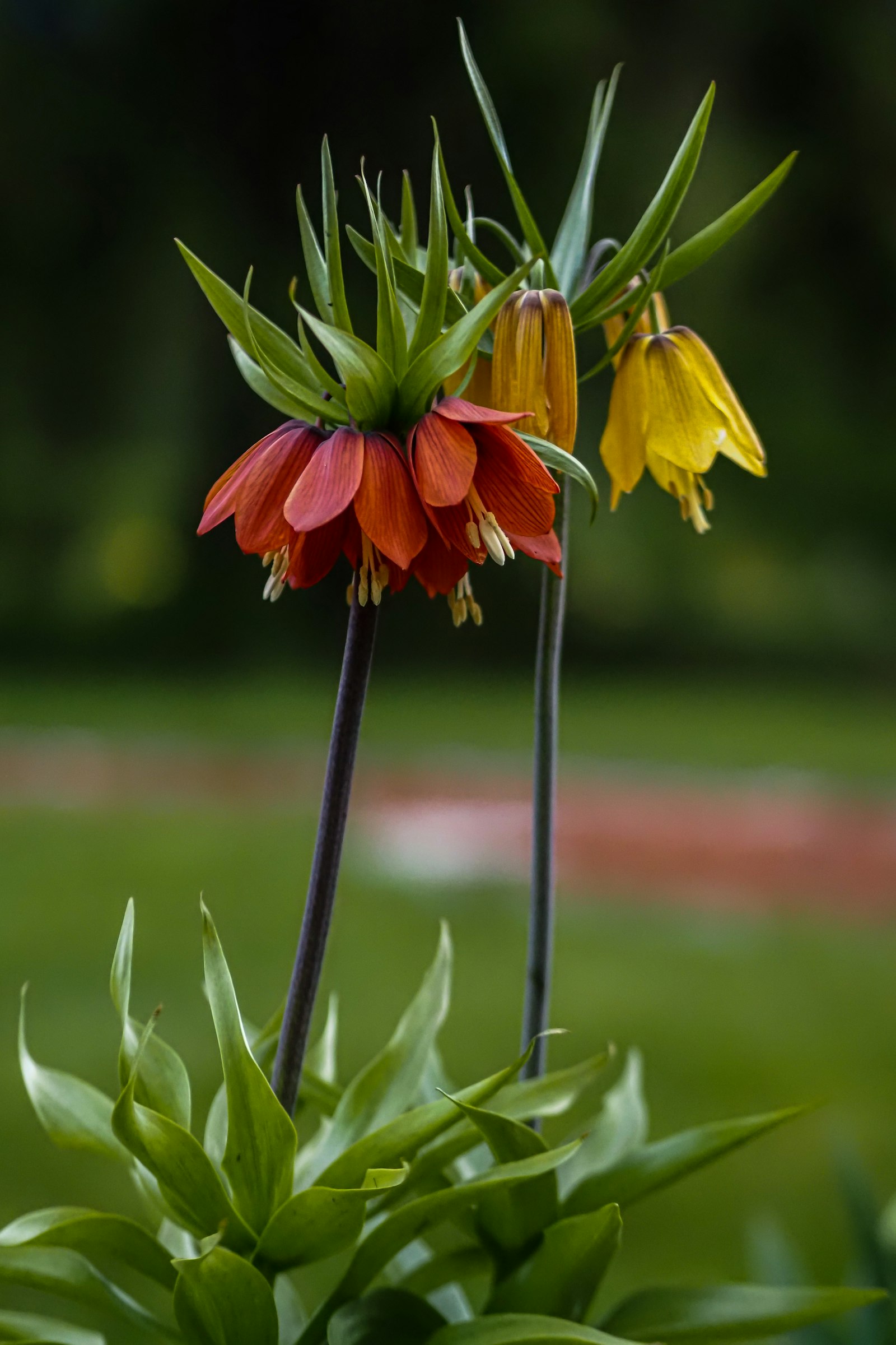Fritillaria fotografie produs