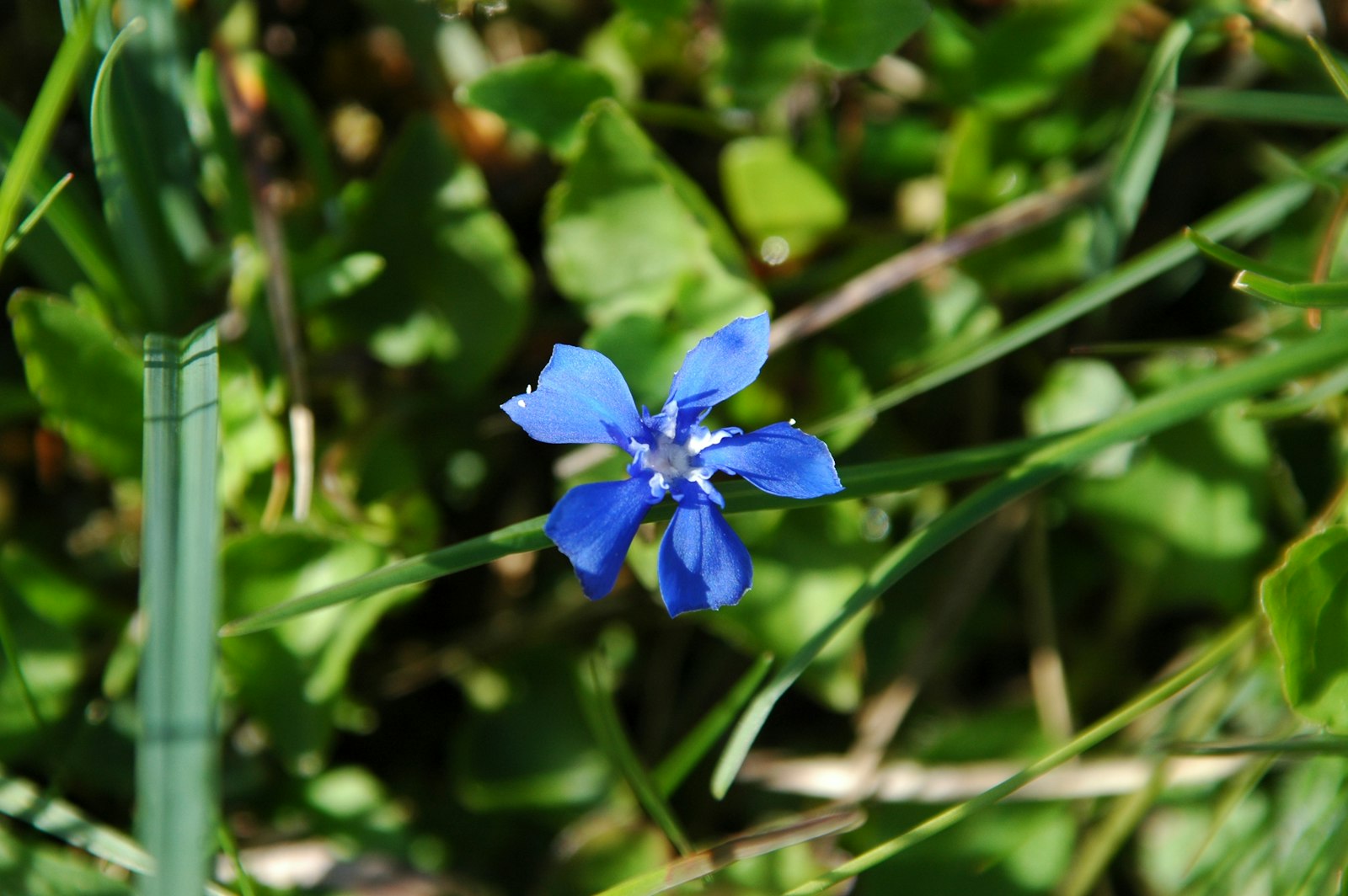 Gentiana fotografie produs
