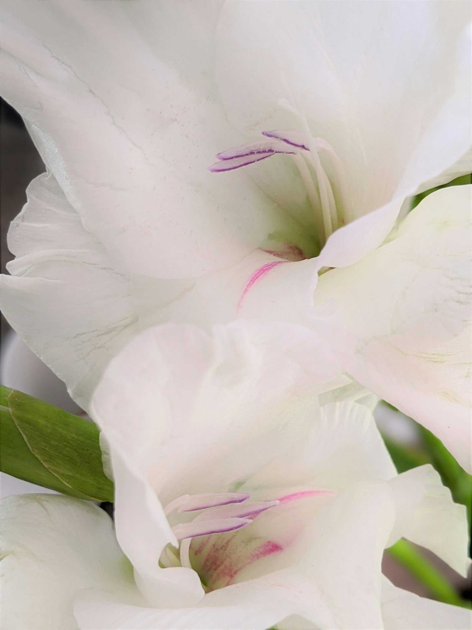 Gladiola fotografie produs