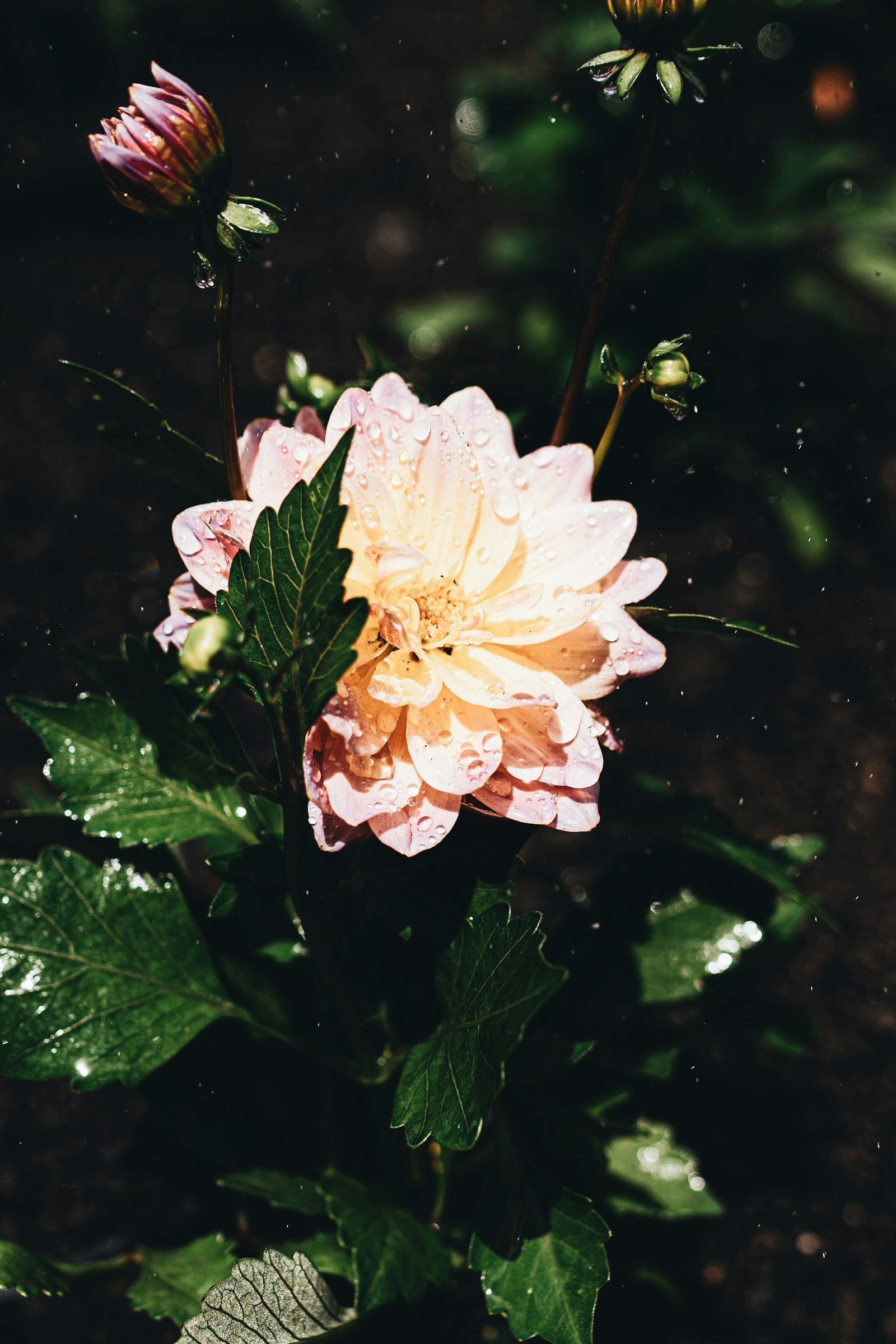 Gloriosa fotografie produs