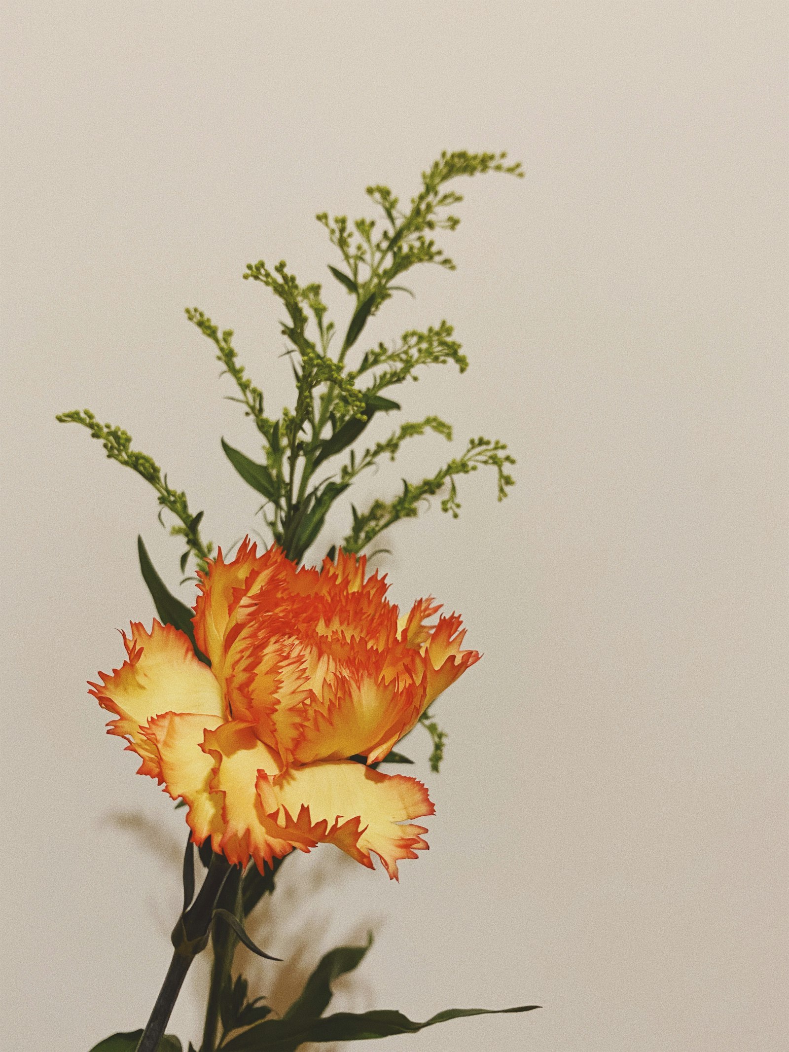 Hypericum fotografie produs