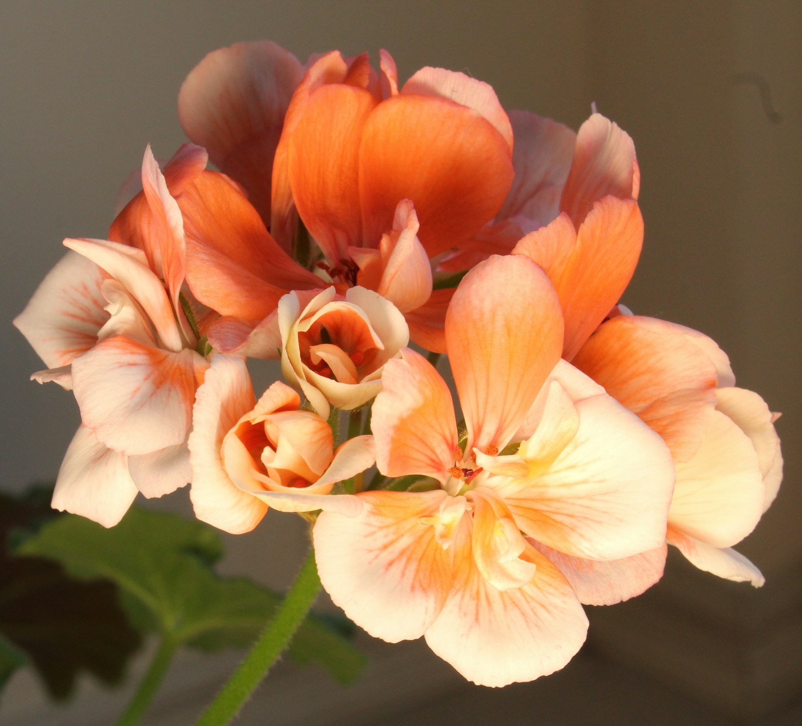 Iasomie fotografie produs