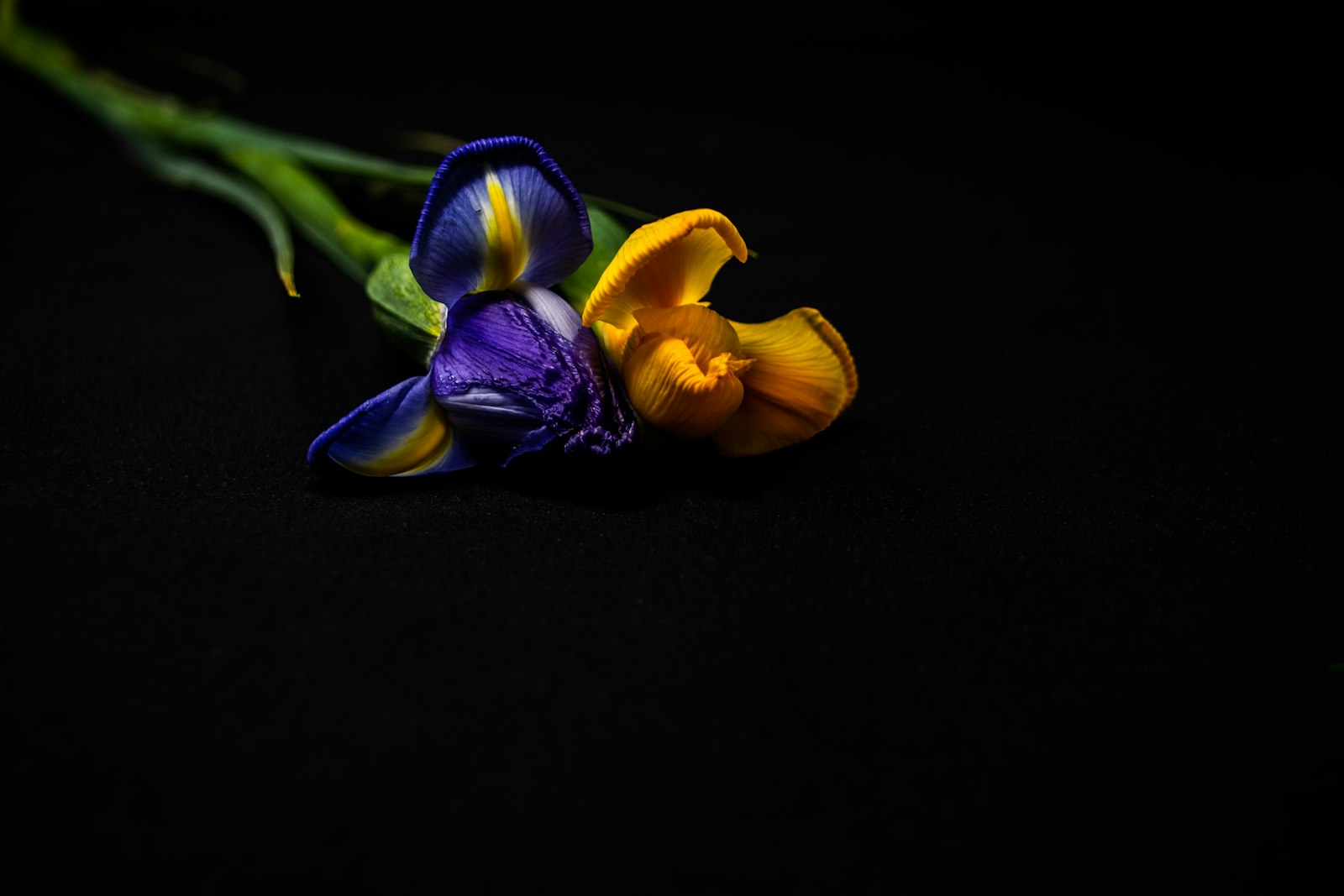 Iris fotografie produs