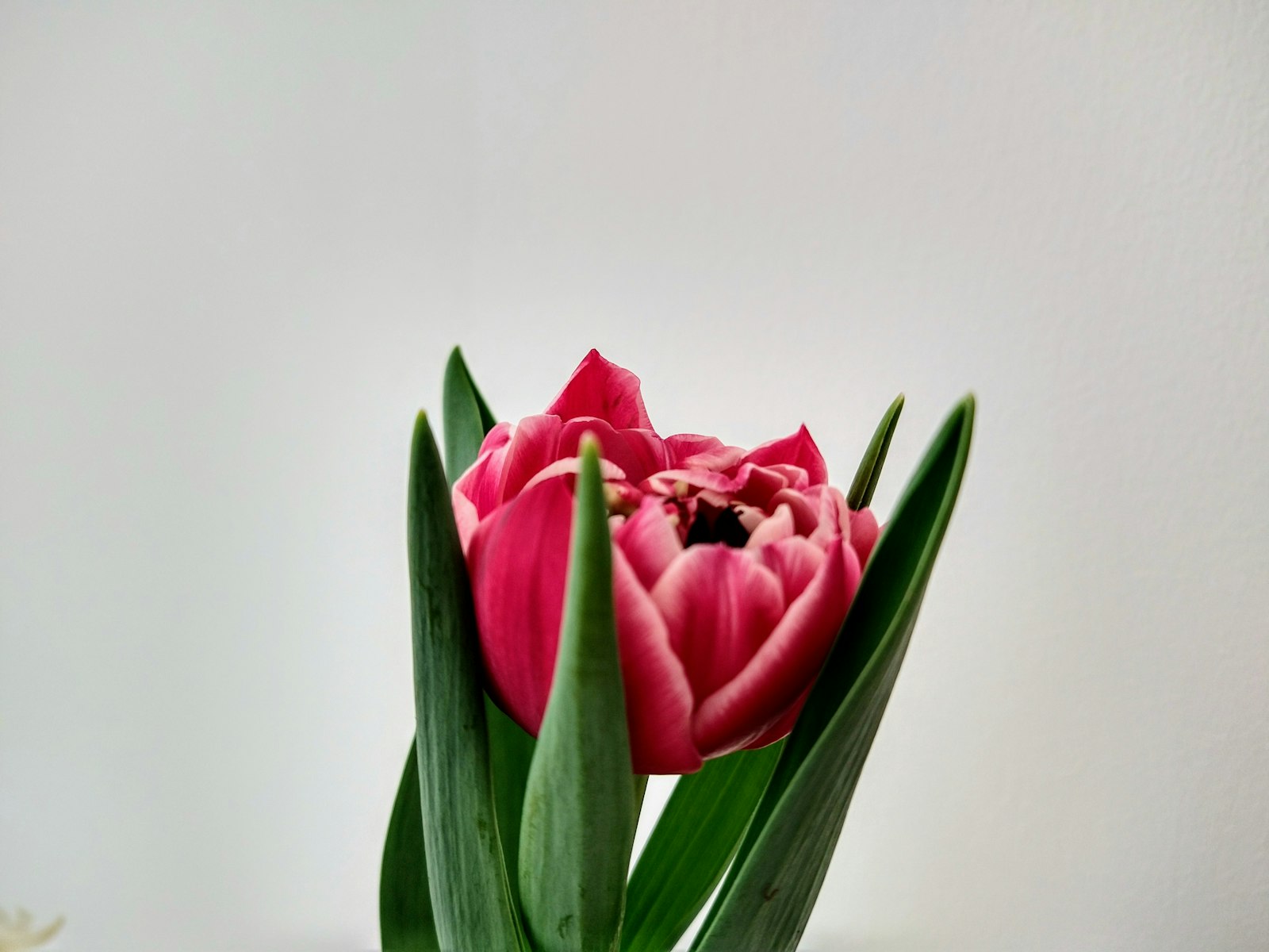 Lalea in aranjament floral premium