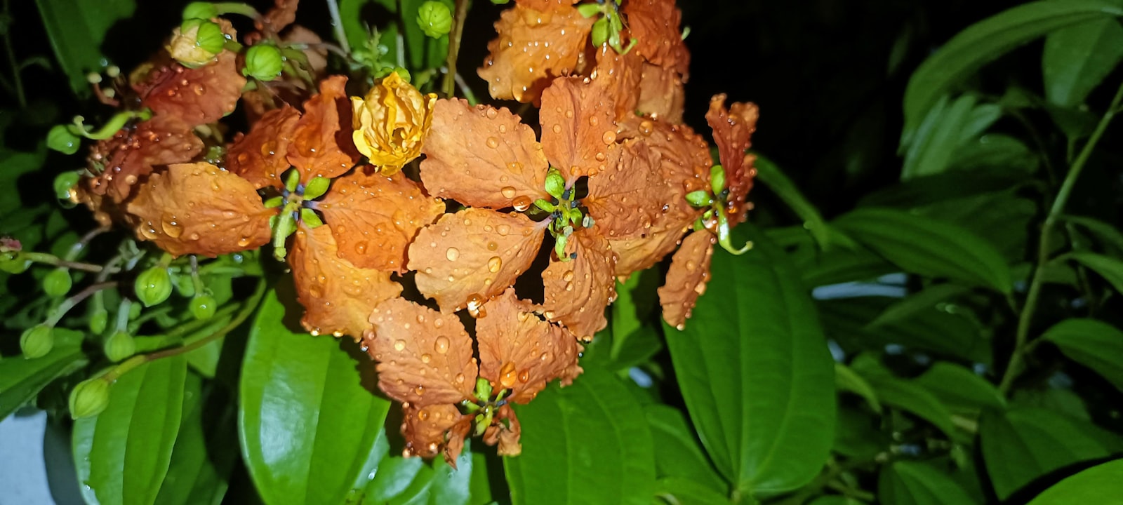 Lathyrus fotografie produs