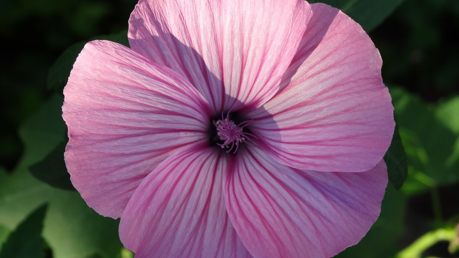 Lavatera fotografie produs