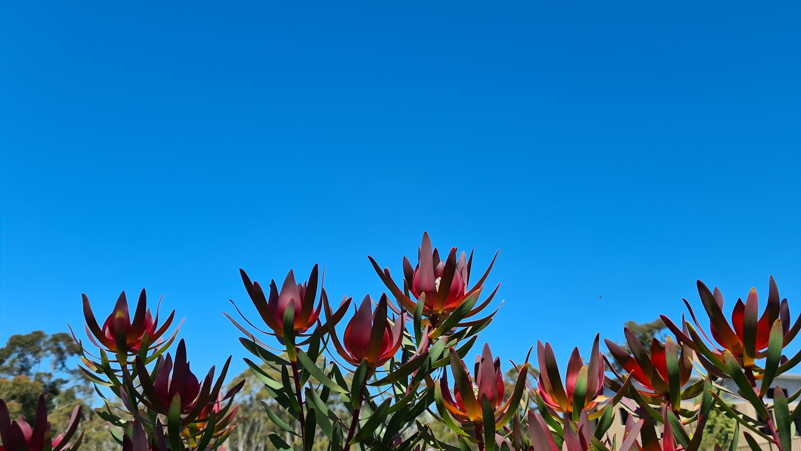 Leucadendron fotografie produs