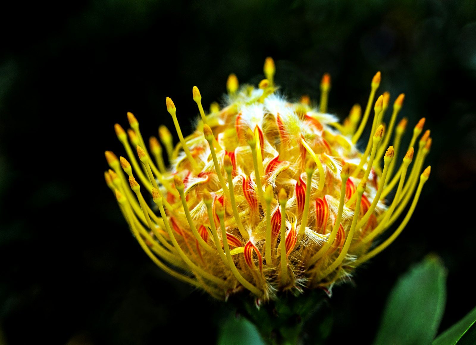 Leucospermum fotografie produs
