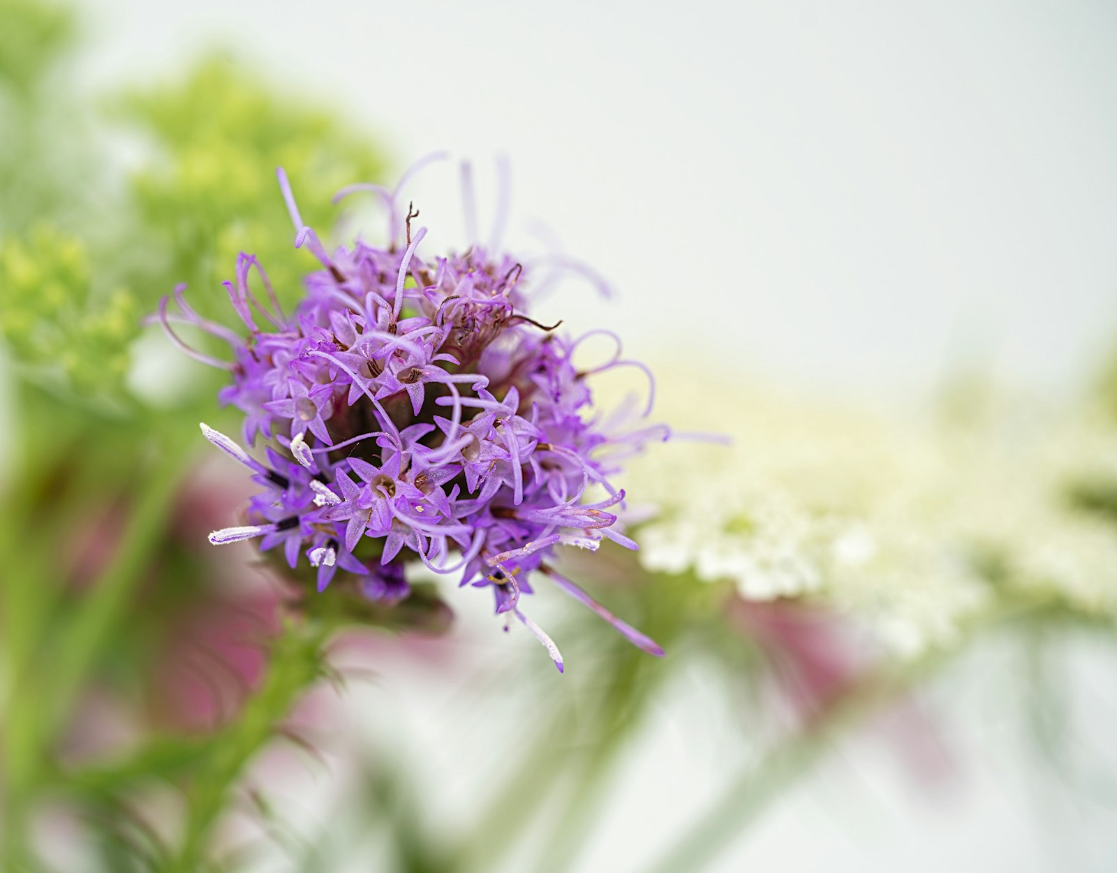 Liatris fotografie produs