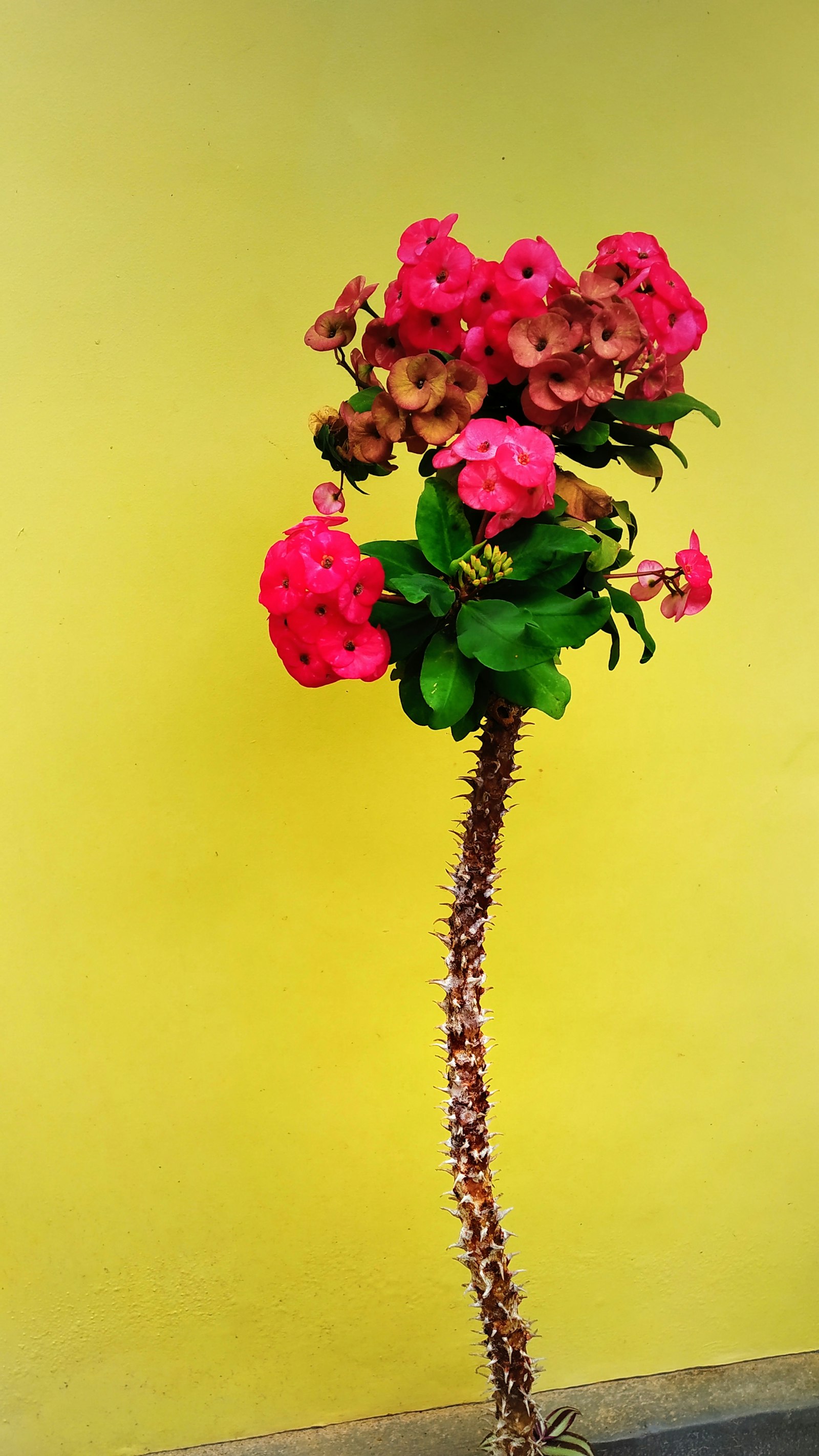 Lisianthus in aranjament floral premium