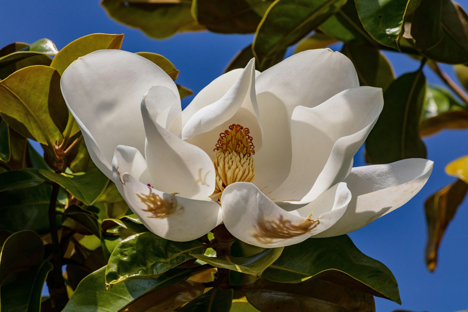 Magnolia fotografie produs
