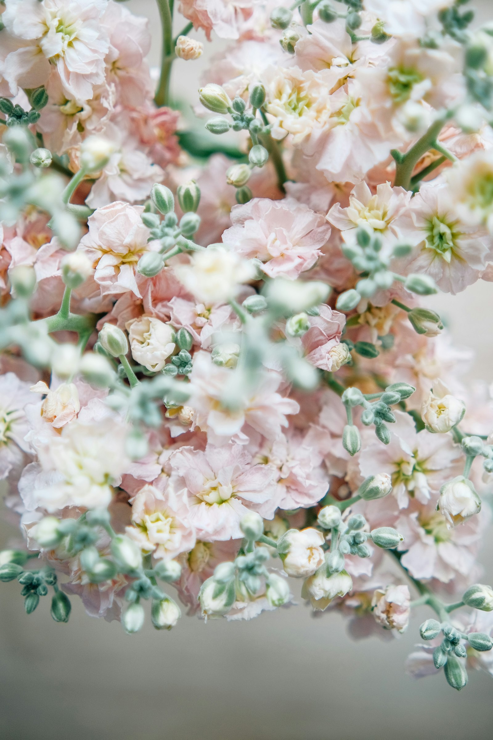 Matthiola fotografie produs