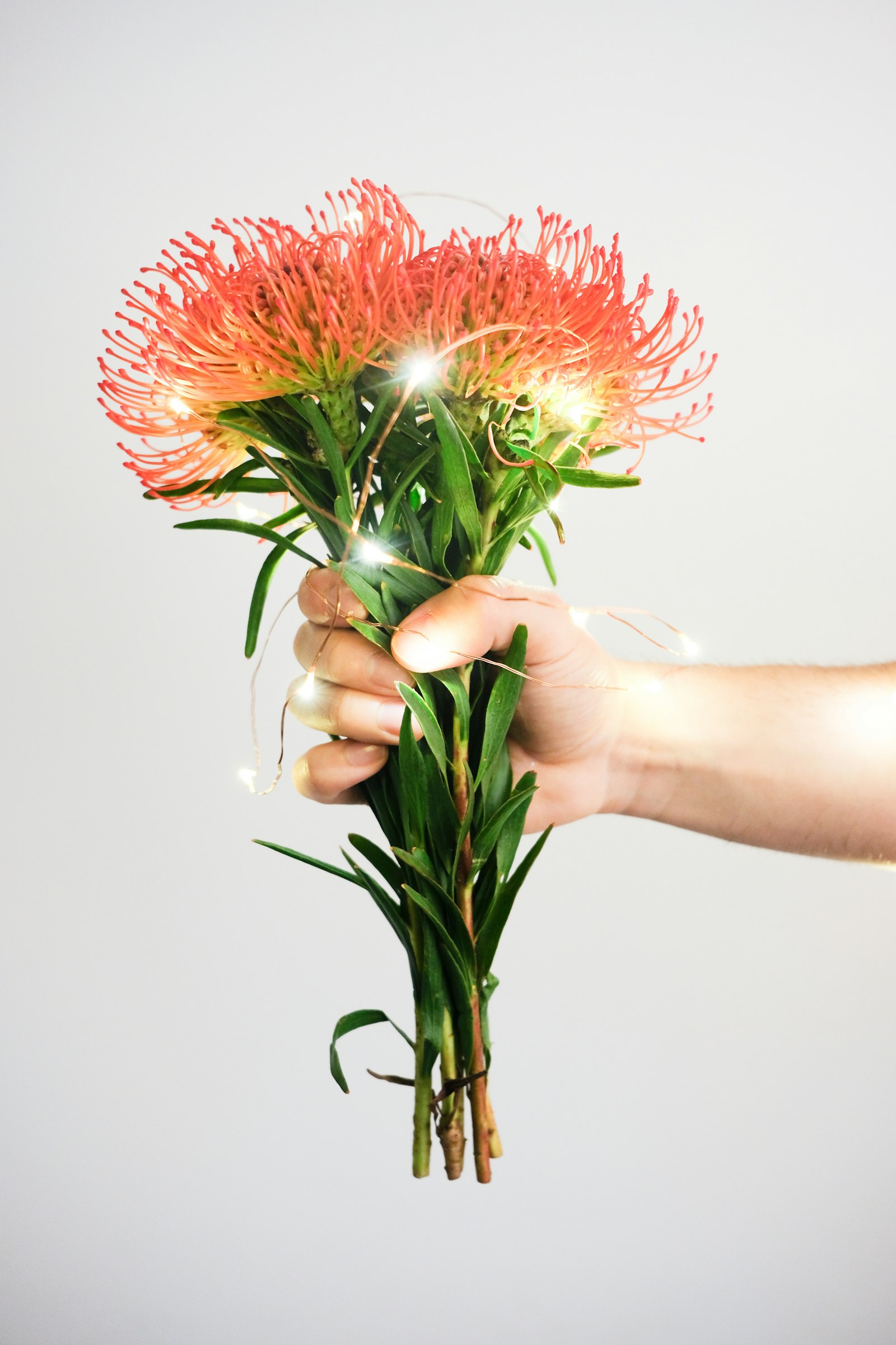 Mimosa fotografie produs