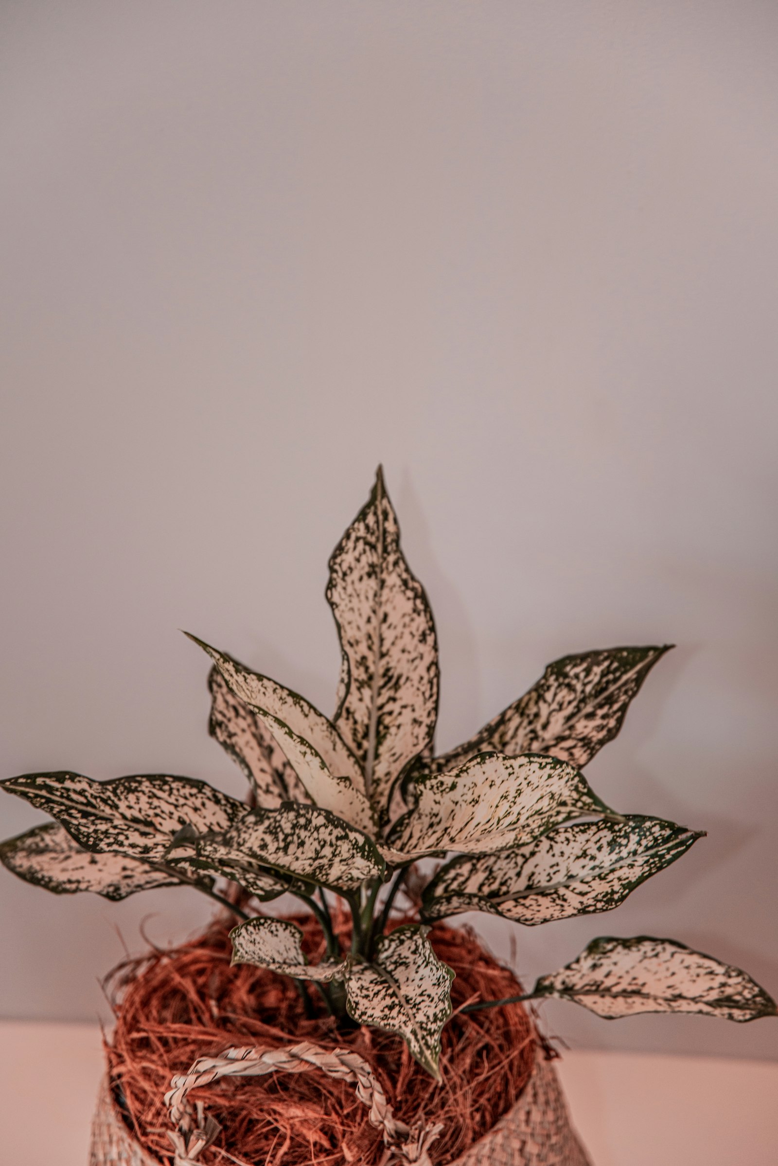 Monstera Leaf fotografie produs