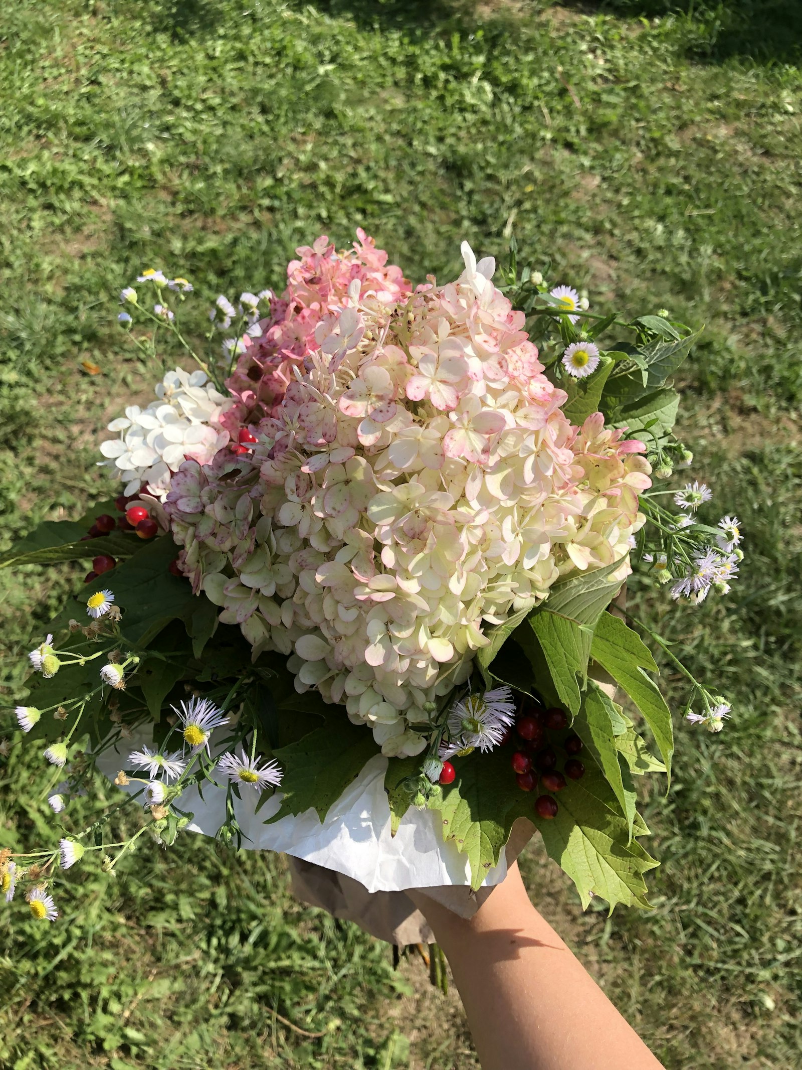 Muscari fotografie produs