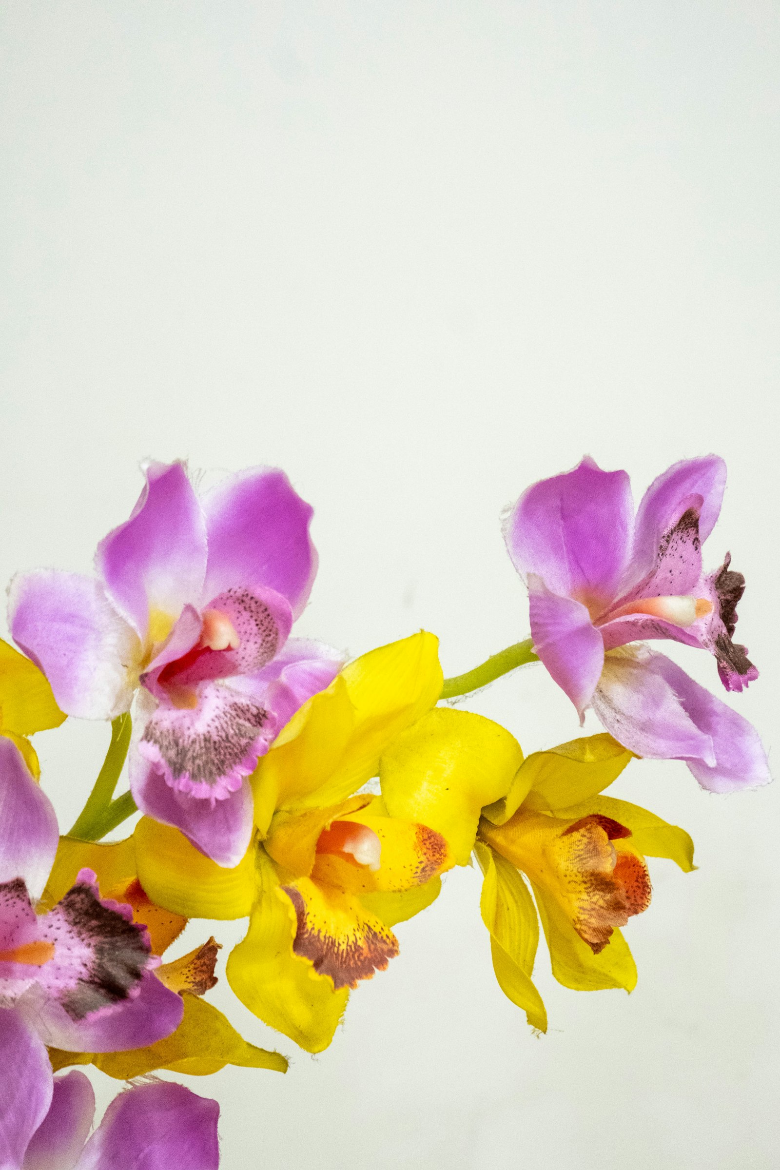 Orchidee Cymbidium fotografie produs