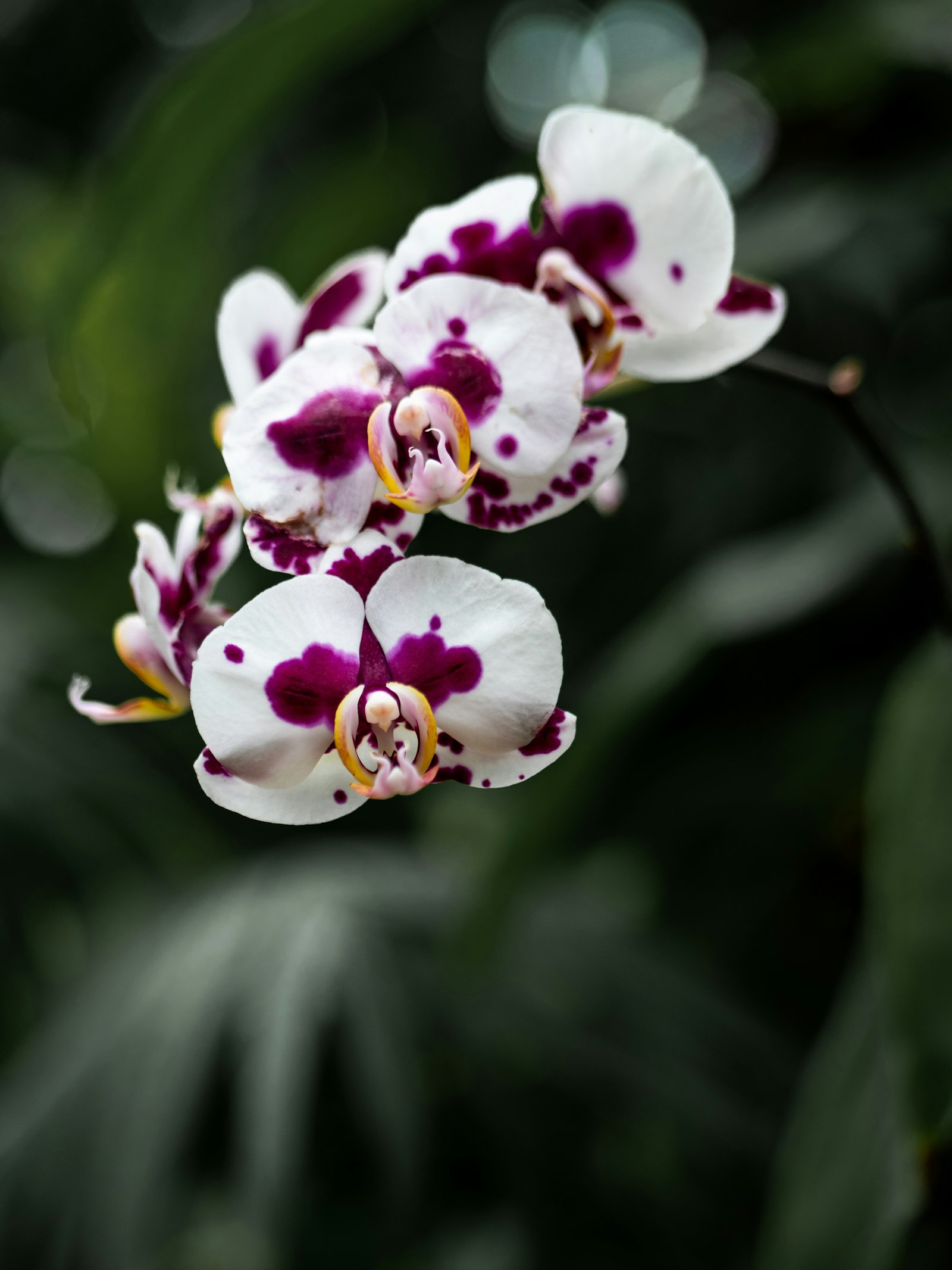Orchidee Phalaenopsis fotografie produs