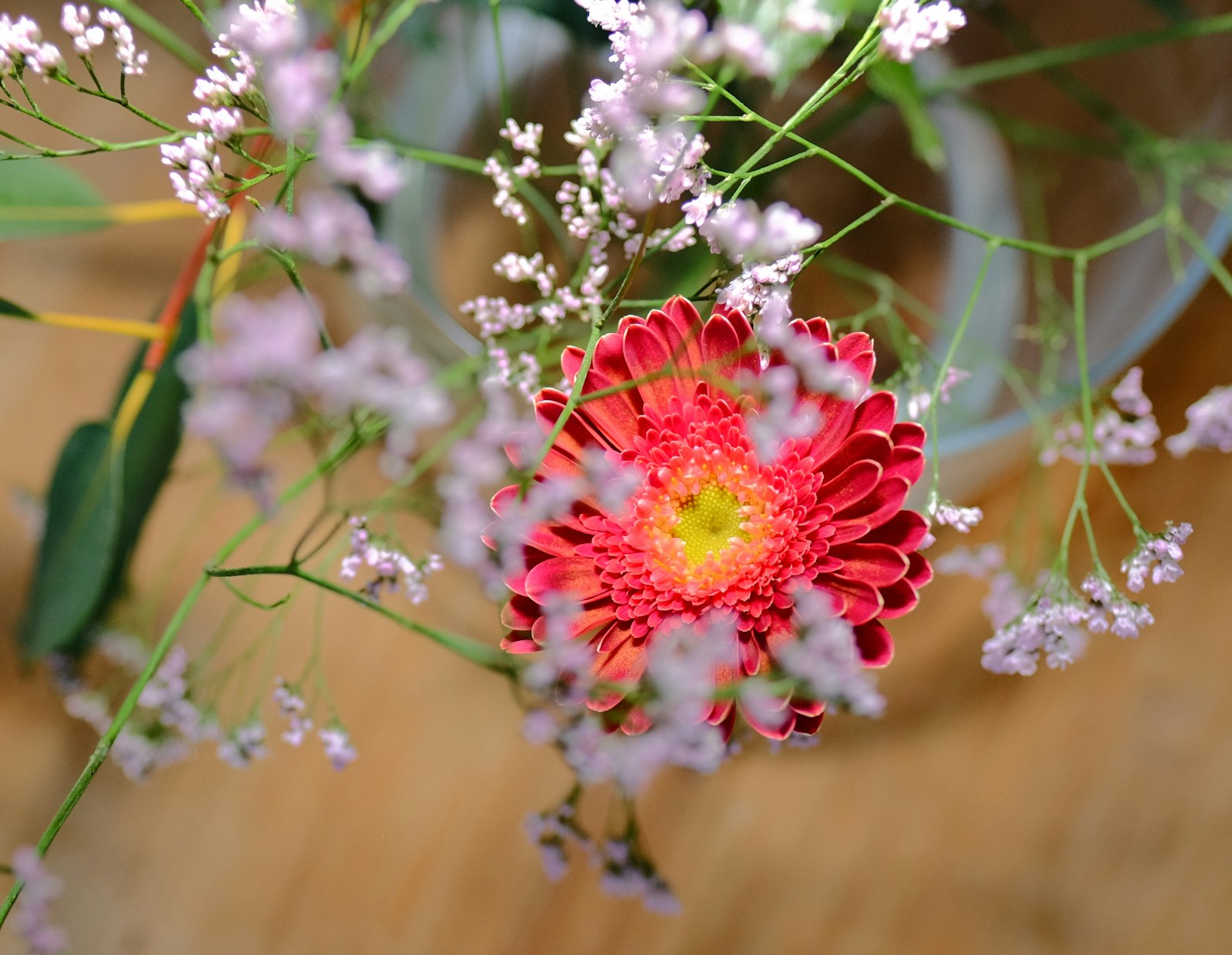 Ornithogalum fotografie produs