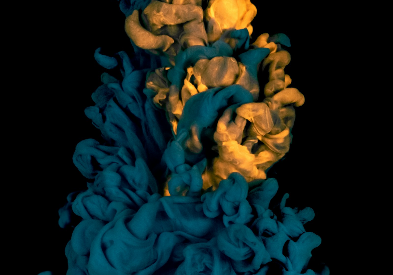 Phlox fotografie produs