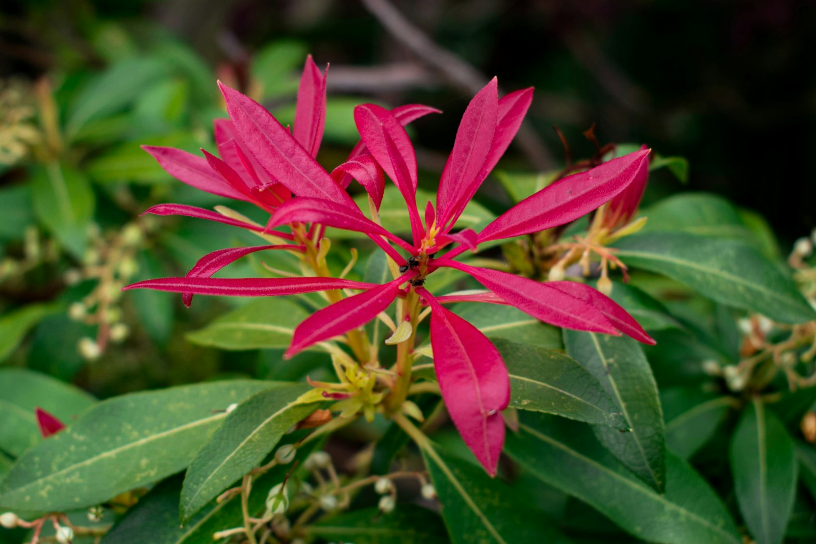 Pieris fotografie produs