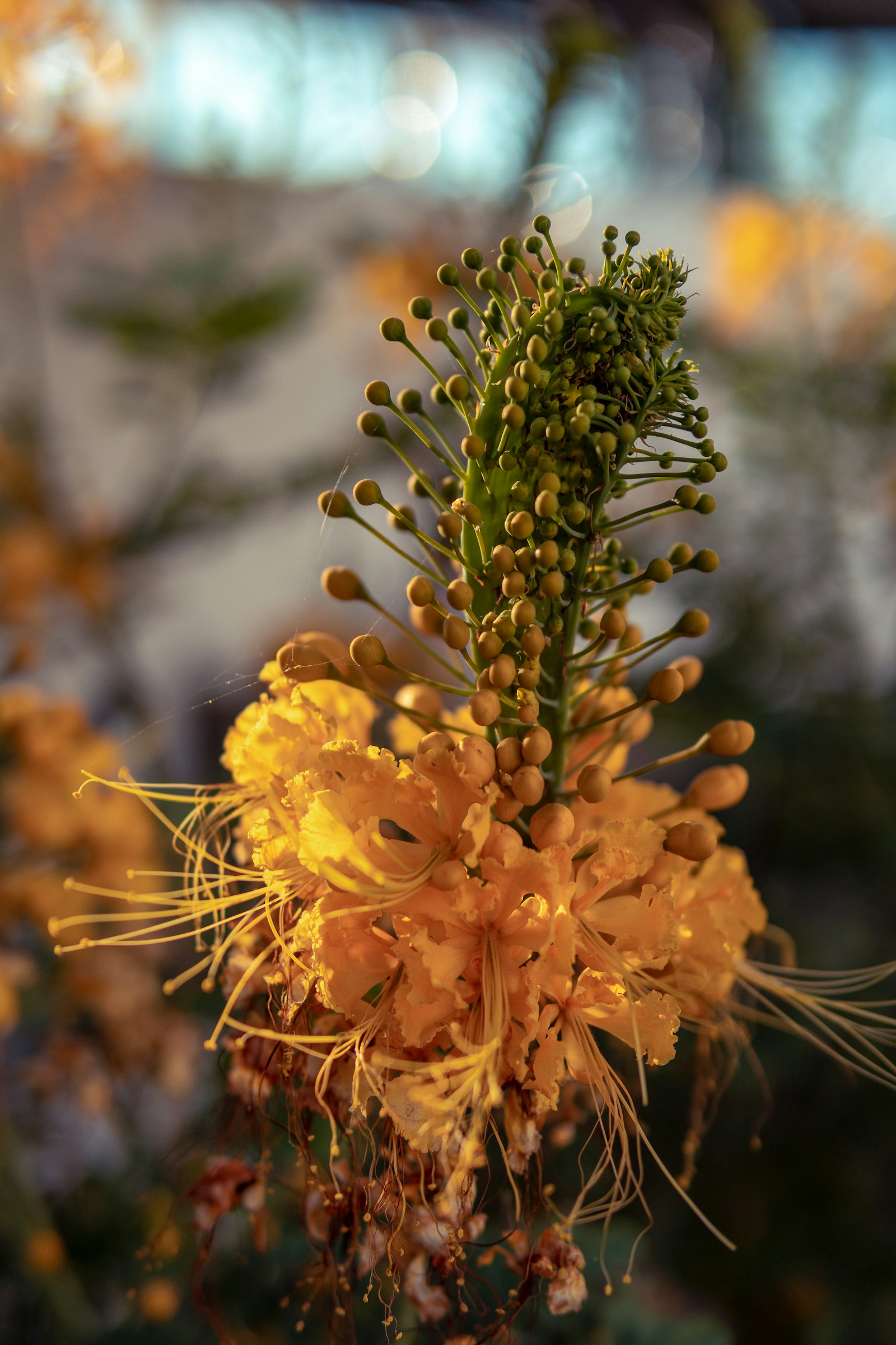 Pittosporum fotografie produs