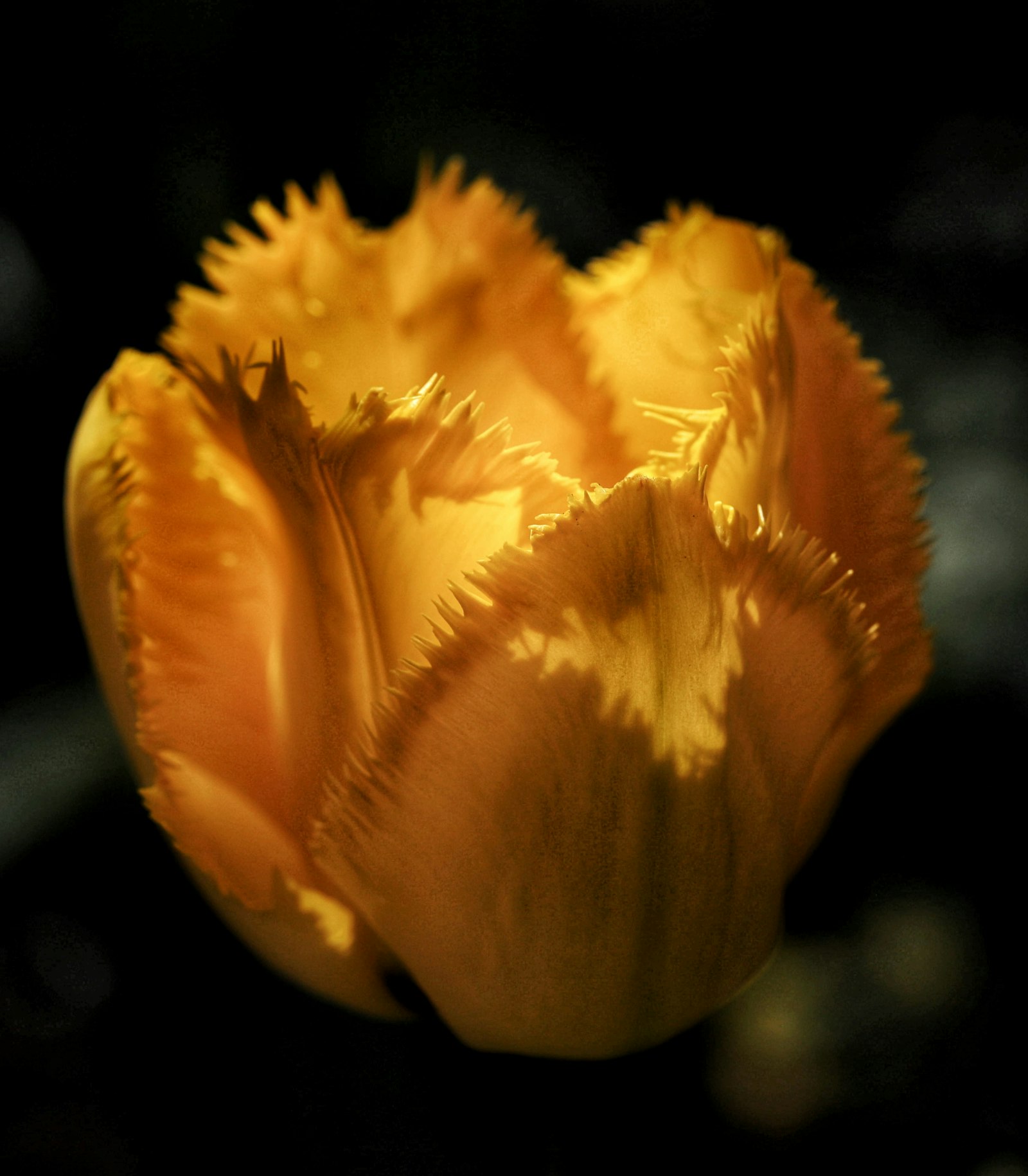 Ranunculus Ponpon fotografie produs