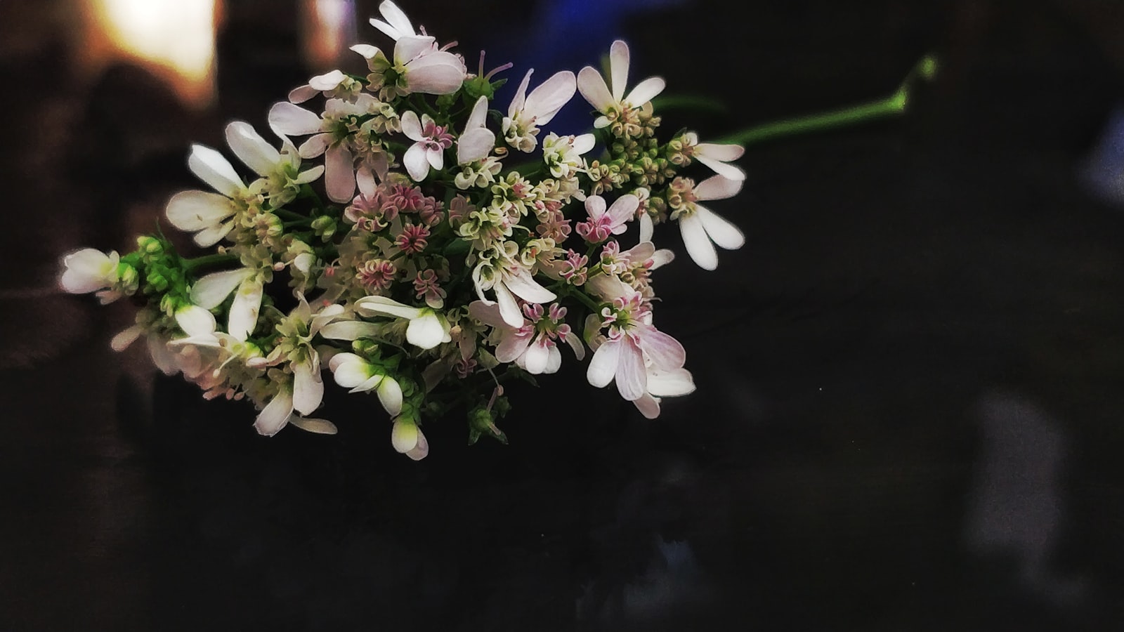 Salal fotografie produs