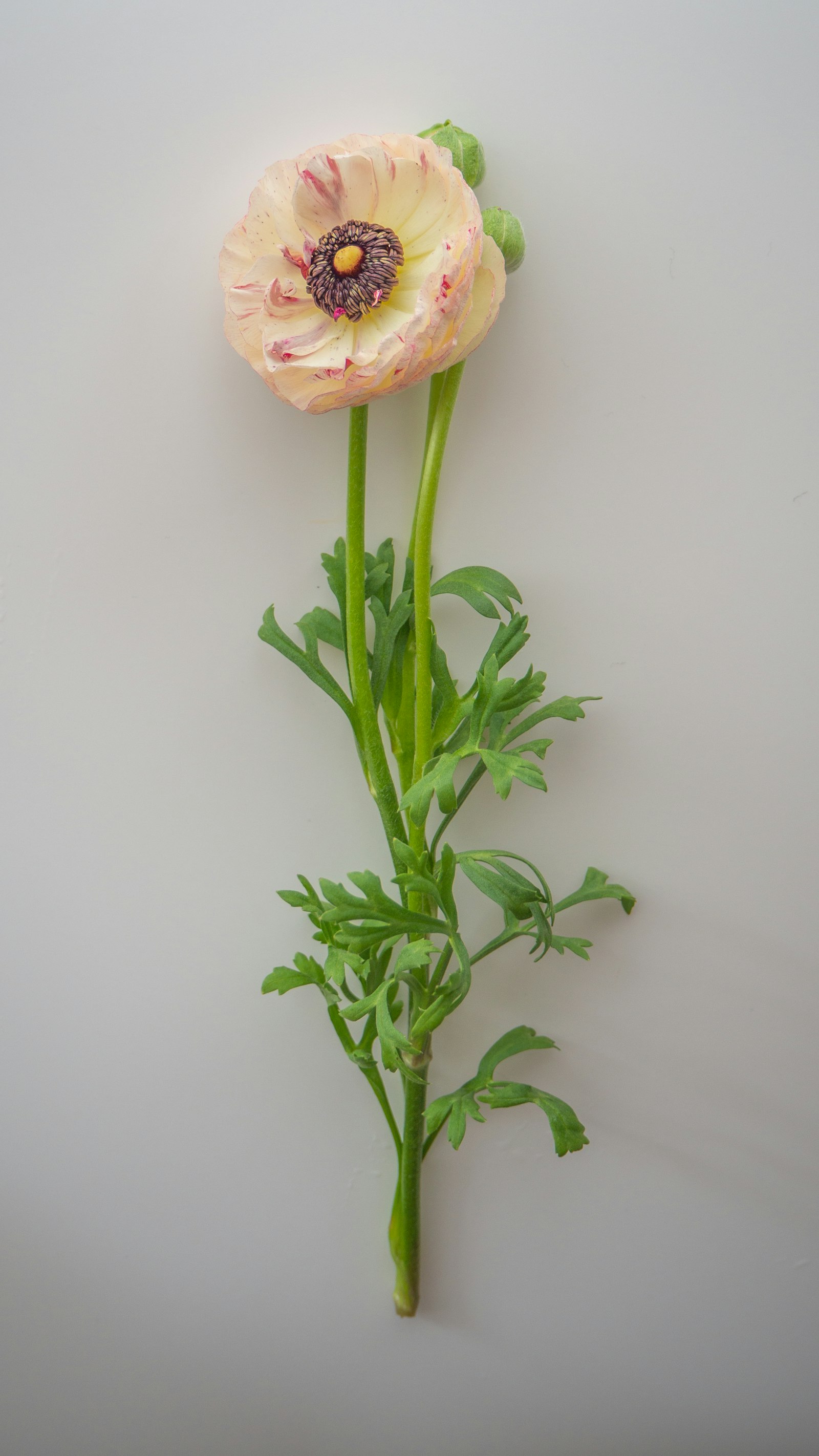 Sedum fotografie produs