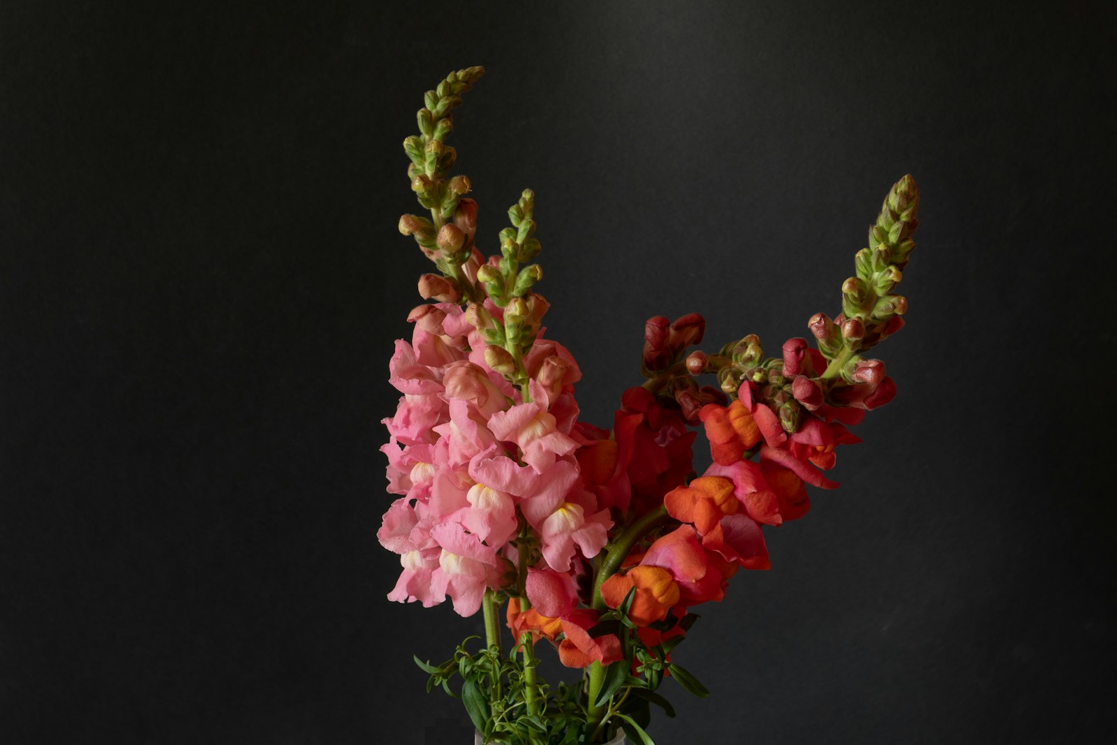 Snapdragon fotografie produs
