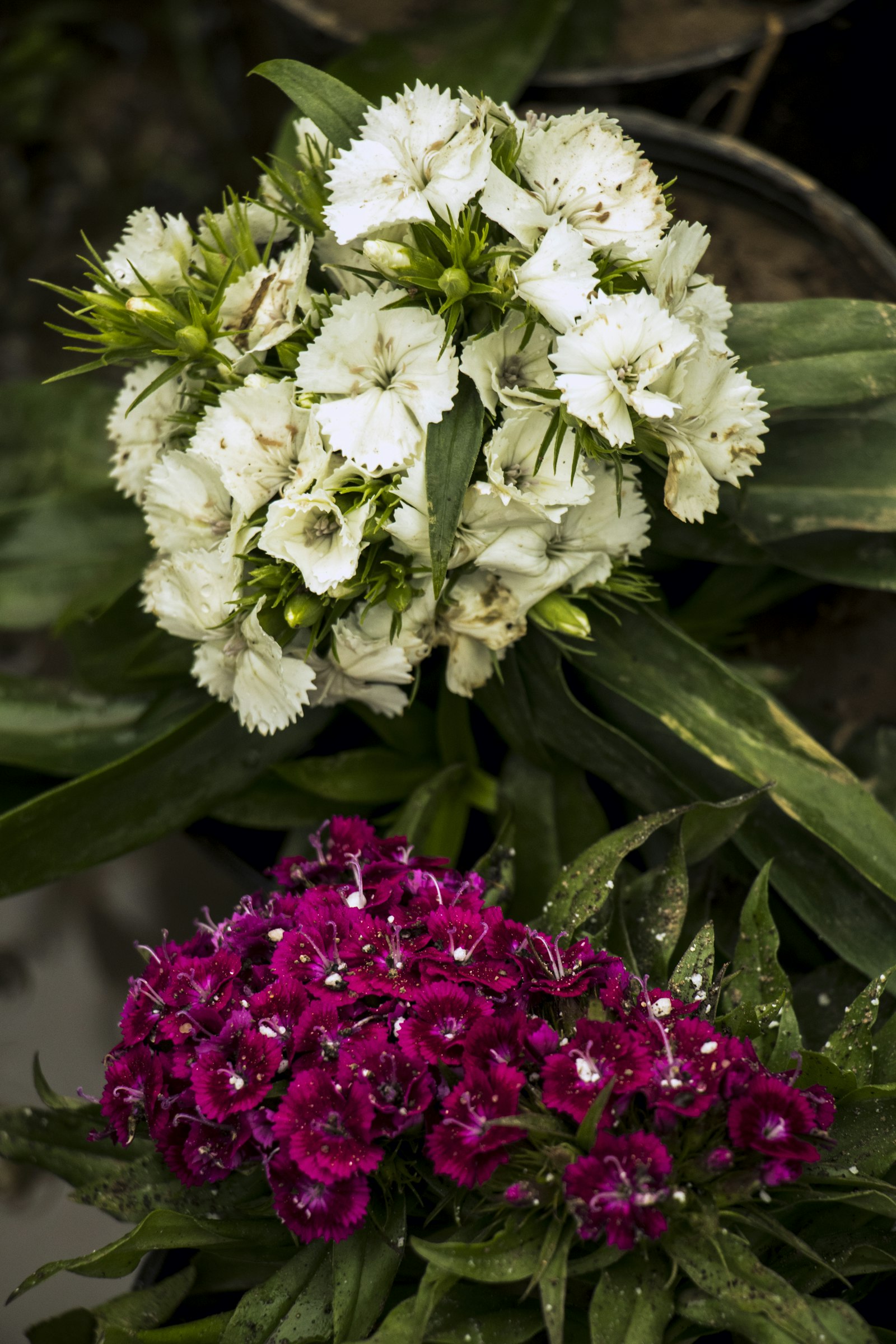 Stephanotis fotografie produs