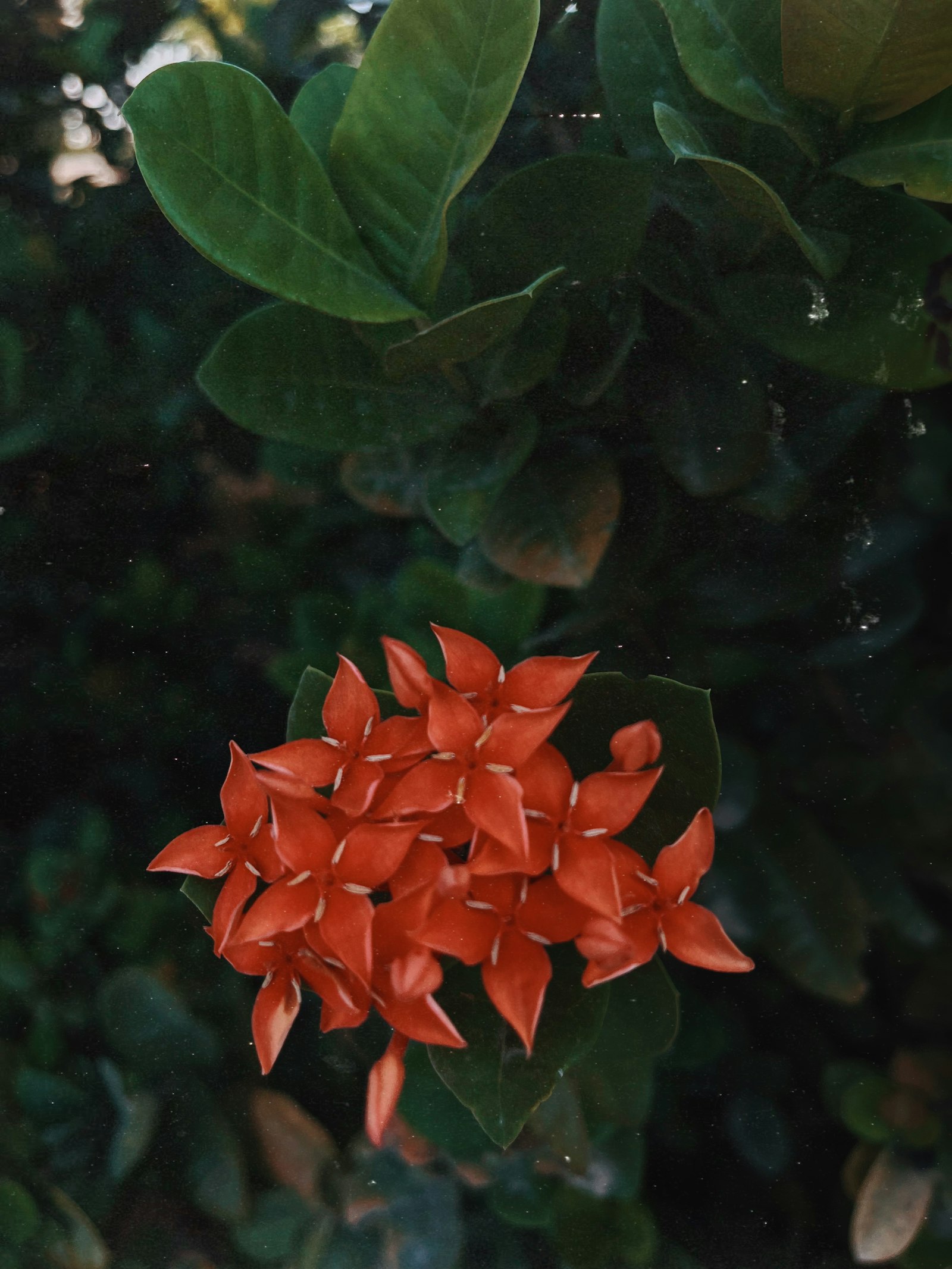 Tithonia fotografie produs