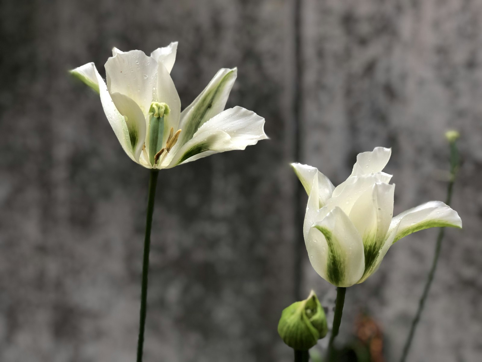 Tulipa Double fotografie produs