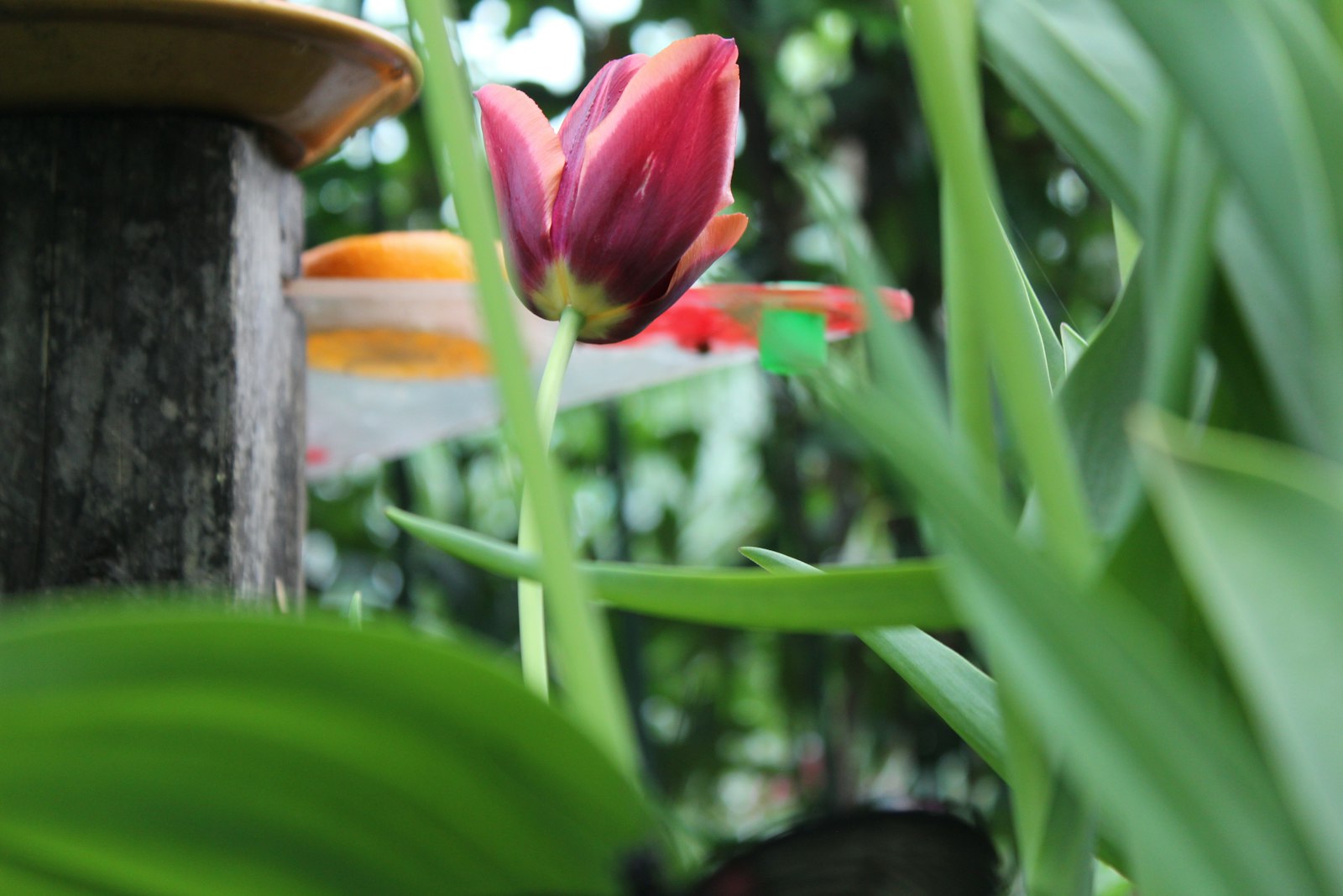 Tulipa Parrot fotografie produs