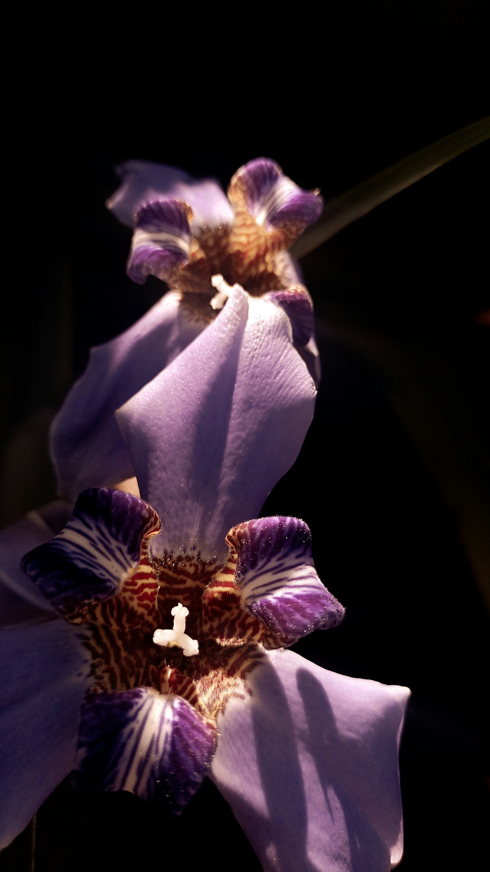 Viburnum fotografie produs
