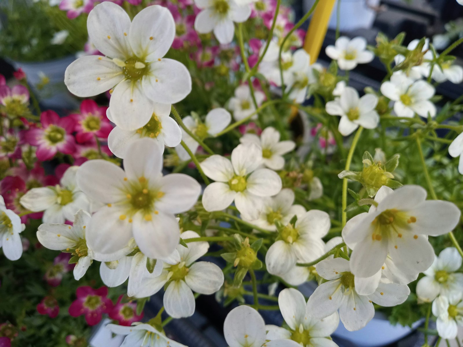 Waxflower fotografie produs